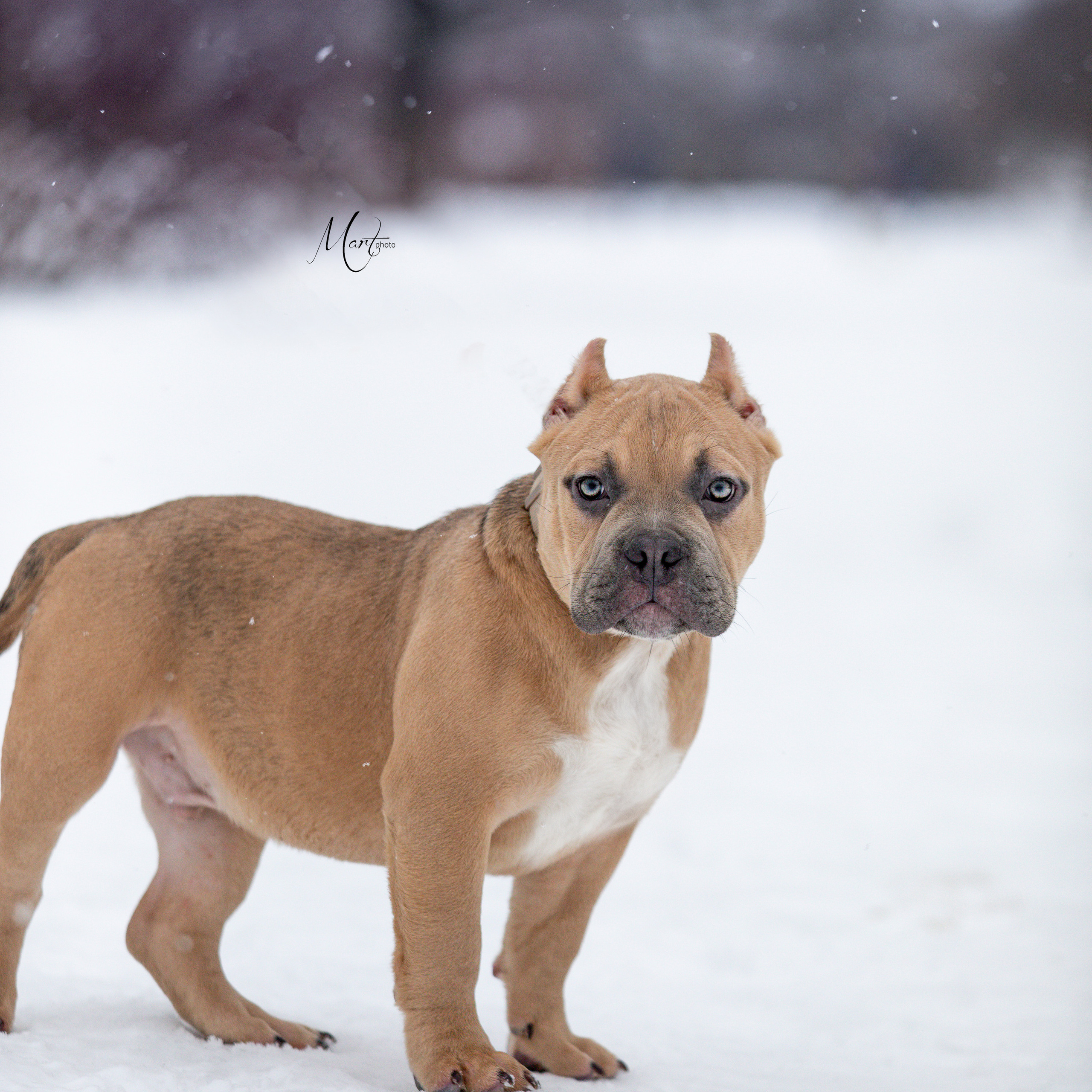 Щенки американского булли