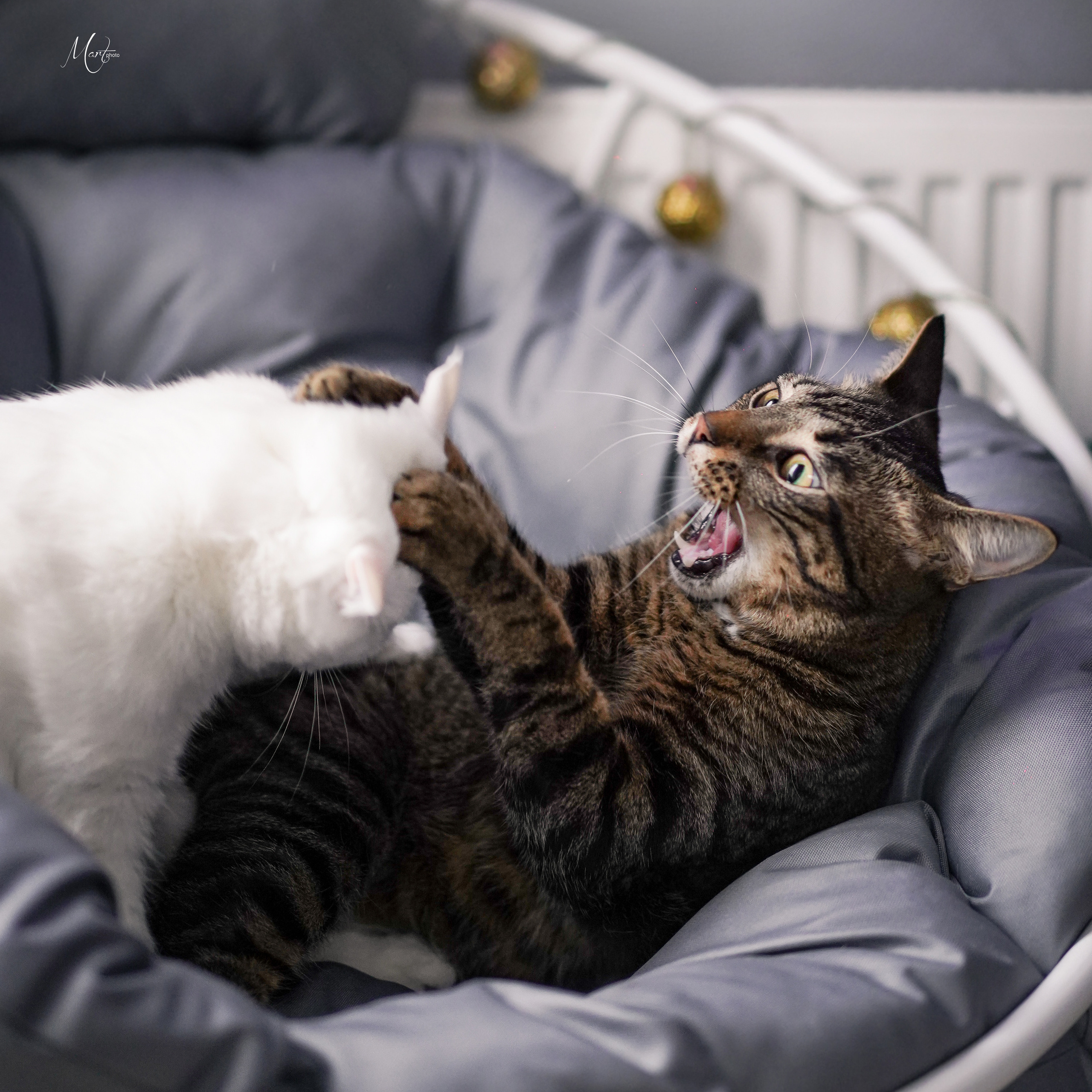 Сэм и Маффин