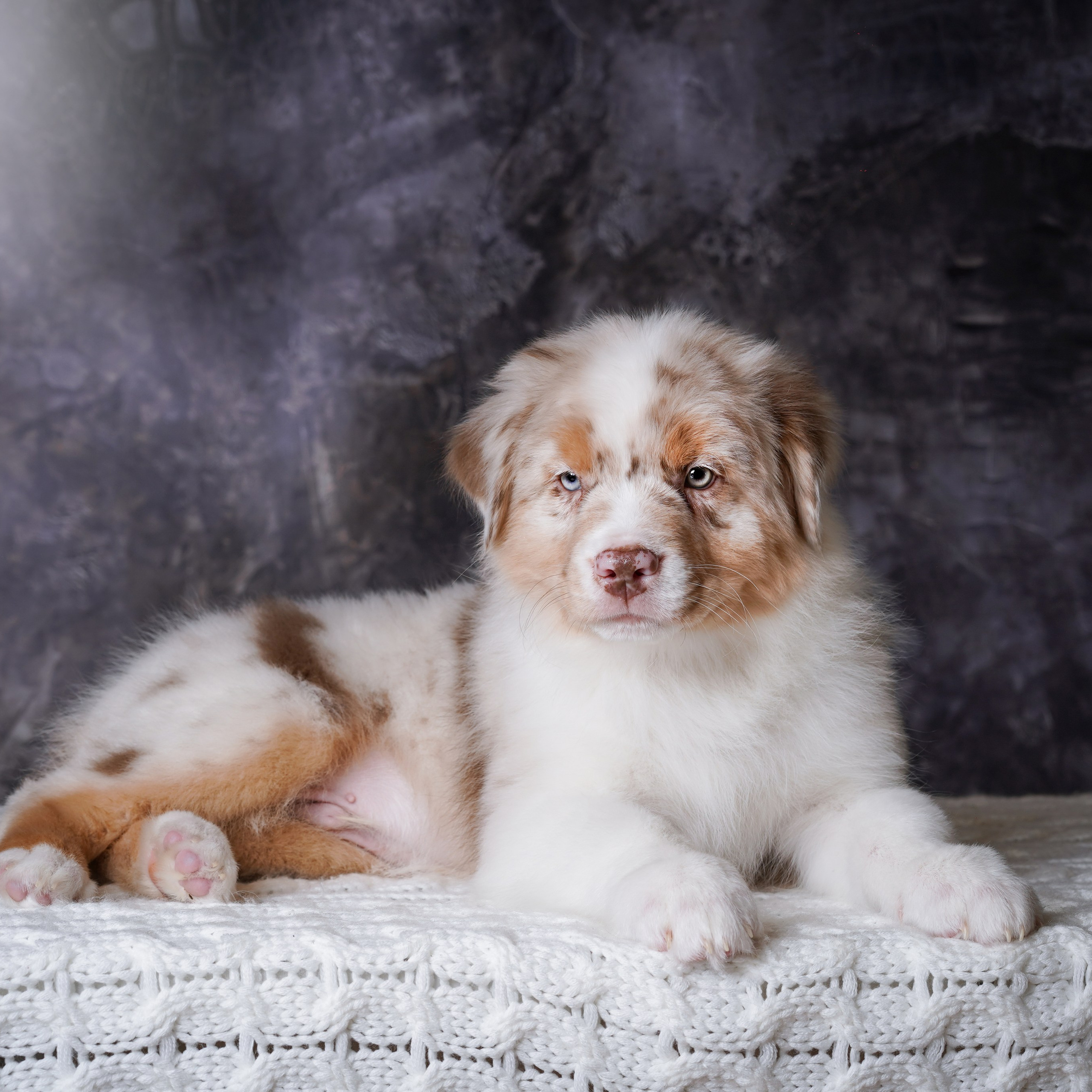 Щенки аусси