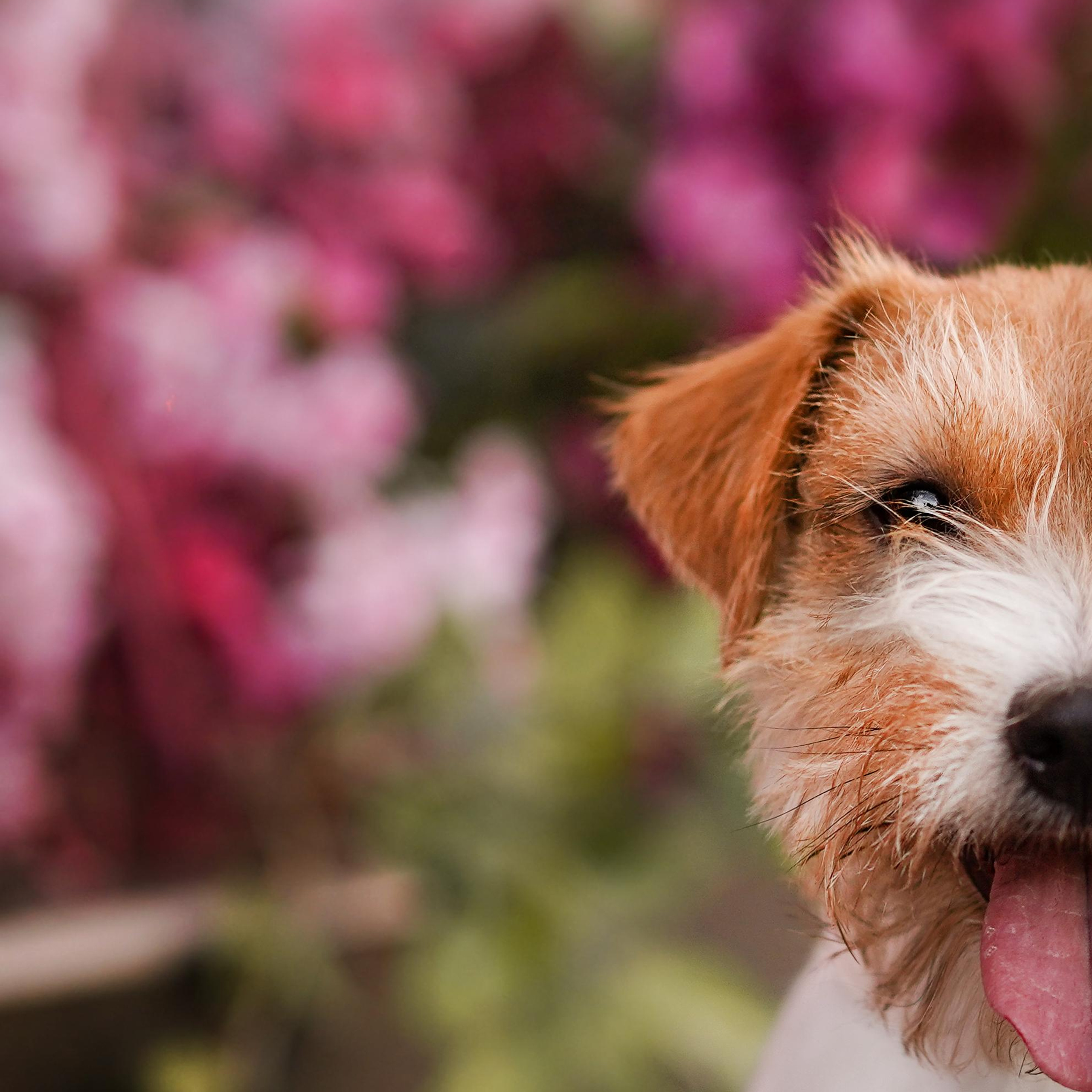 Андрей Ильгиза и Гая