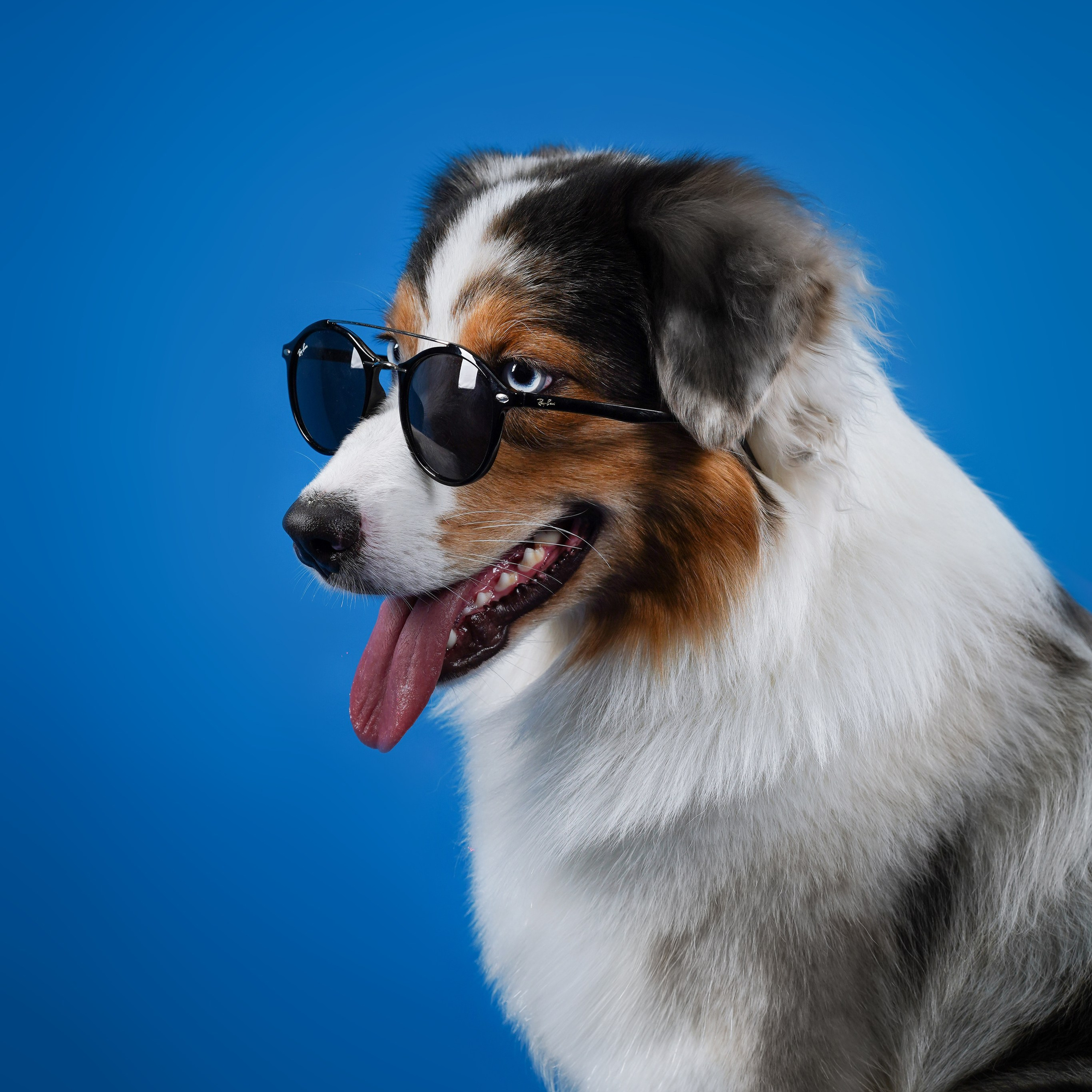 Австралийская овчарка Валли