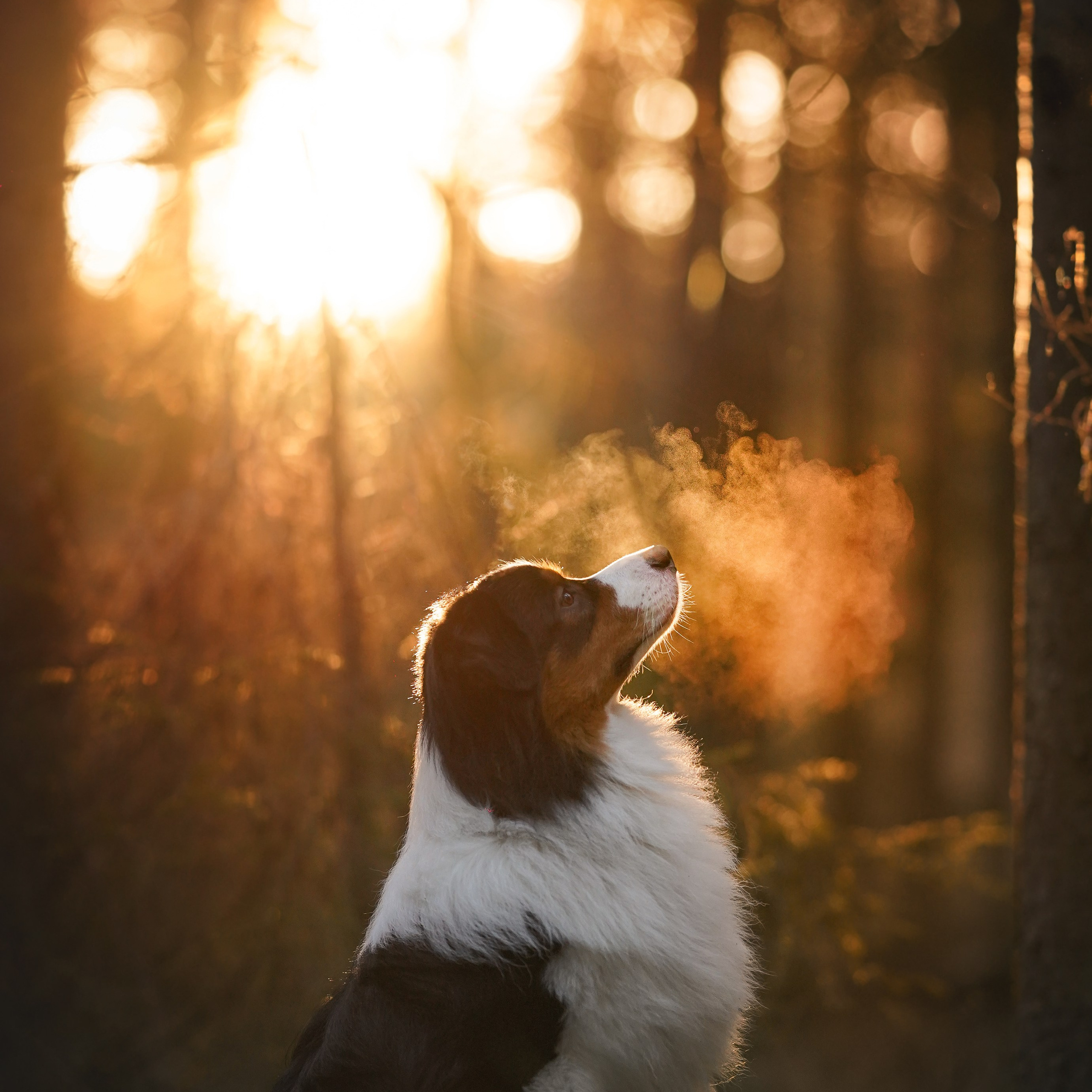 Бэст Айла и Панда