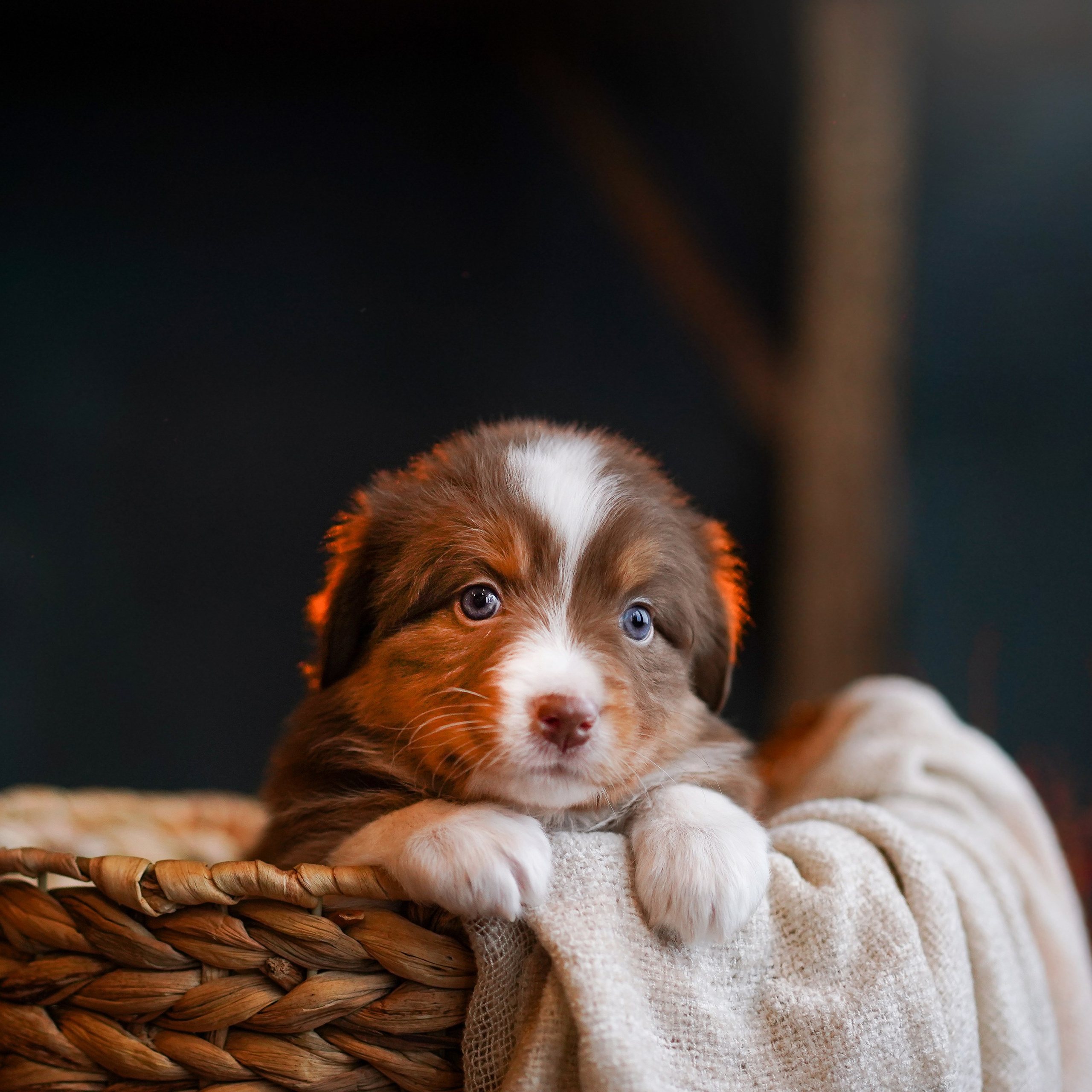 Щенки австралийской овчарки