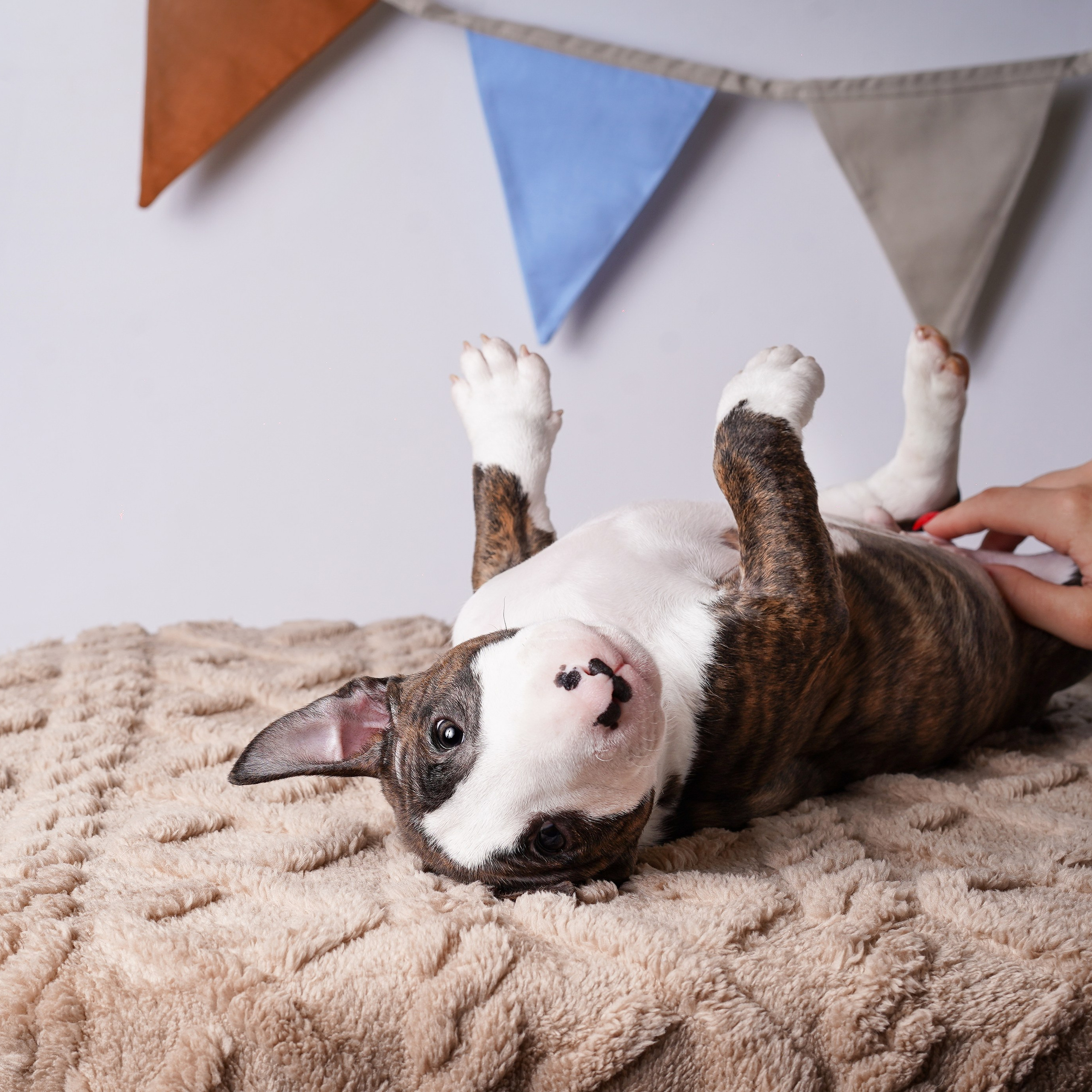 Щенки минибультерьера