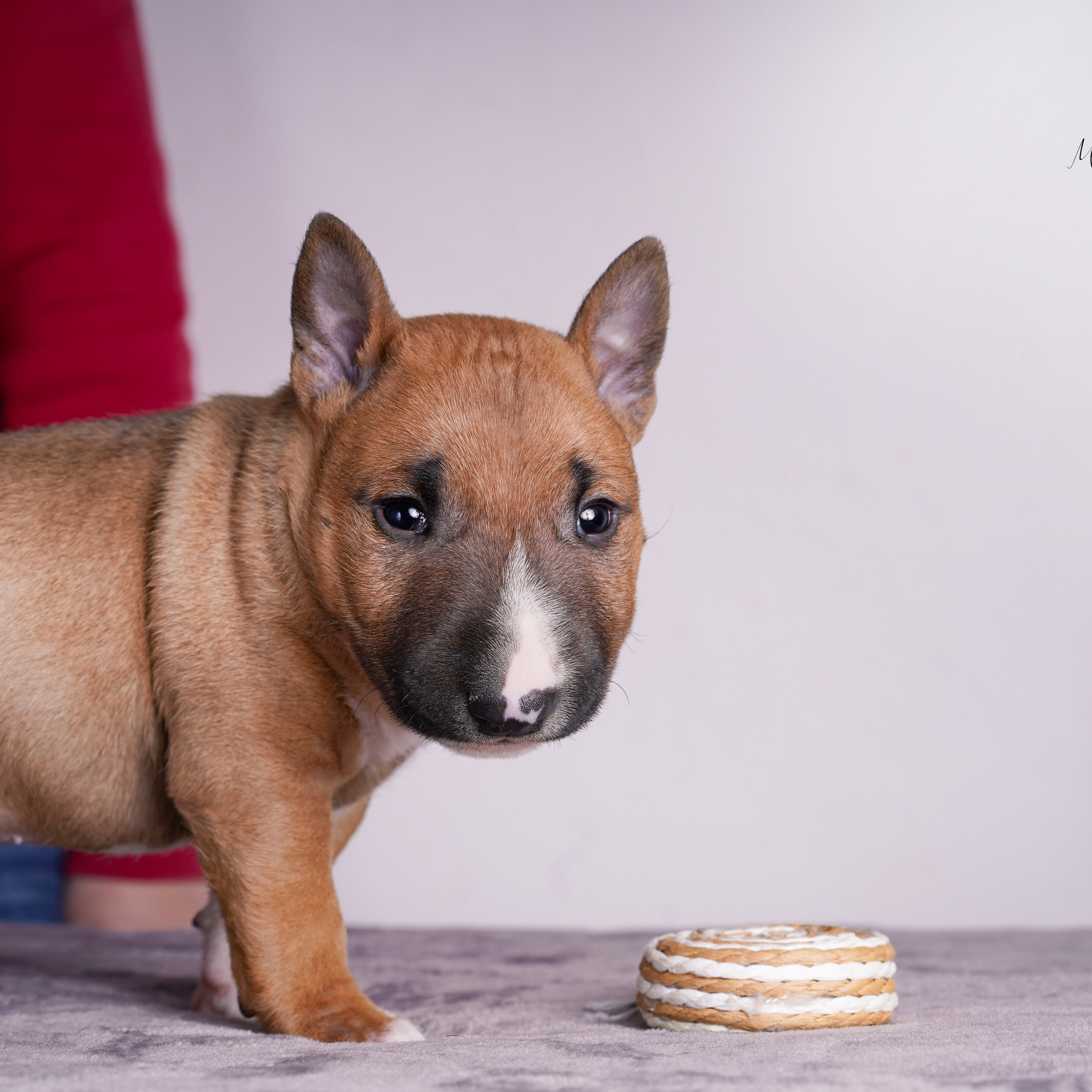 Щенок минибуля