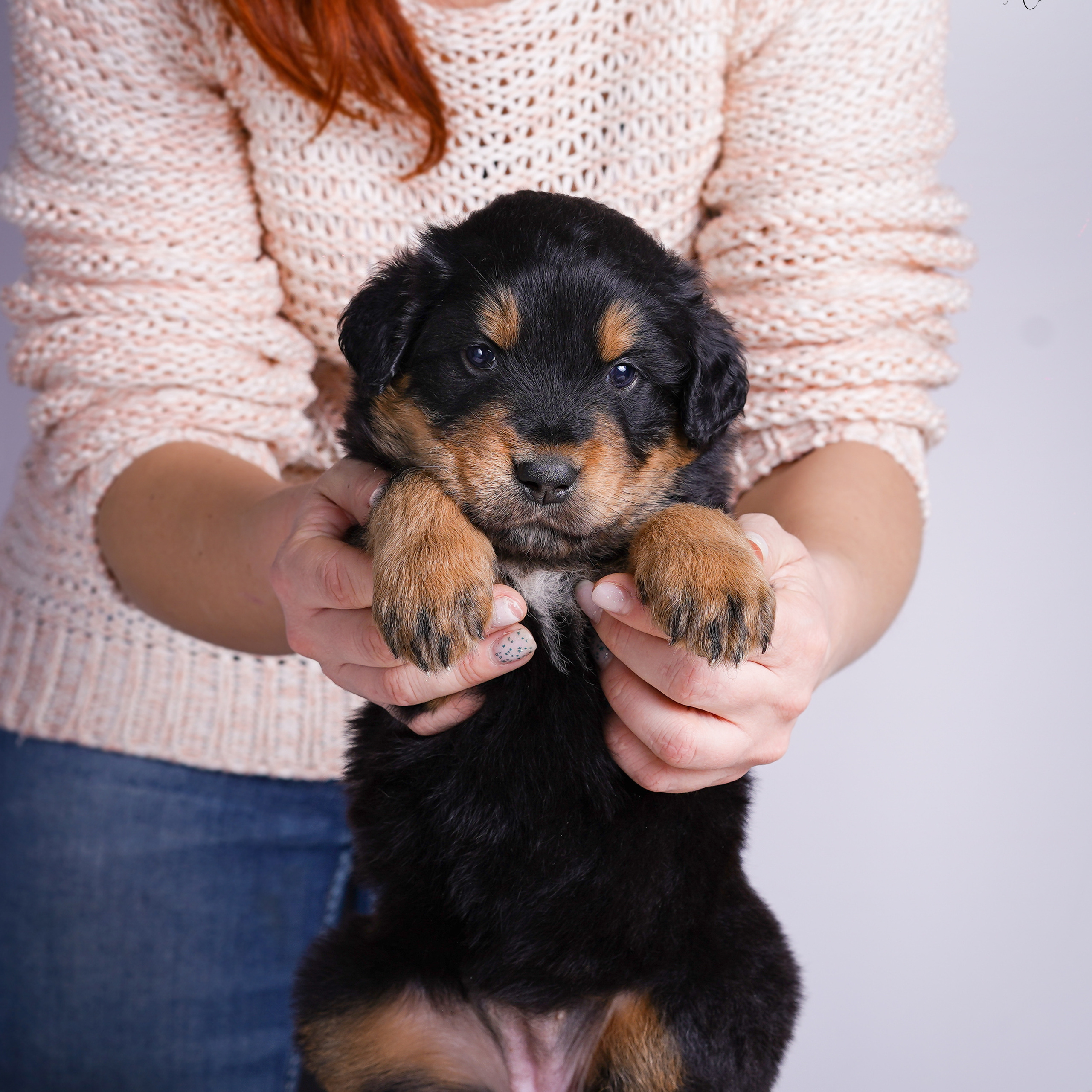 Щенки хотошо