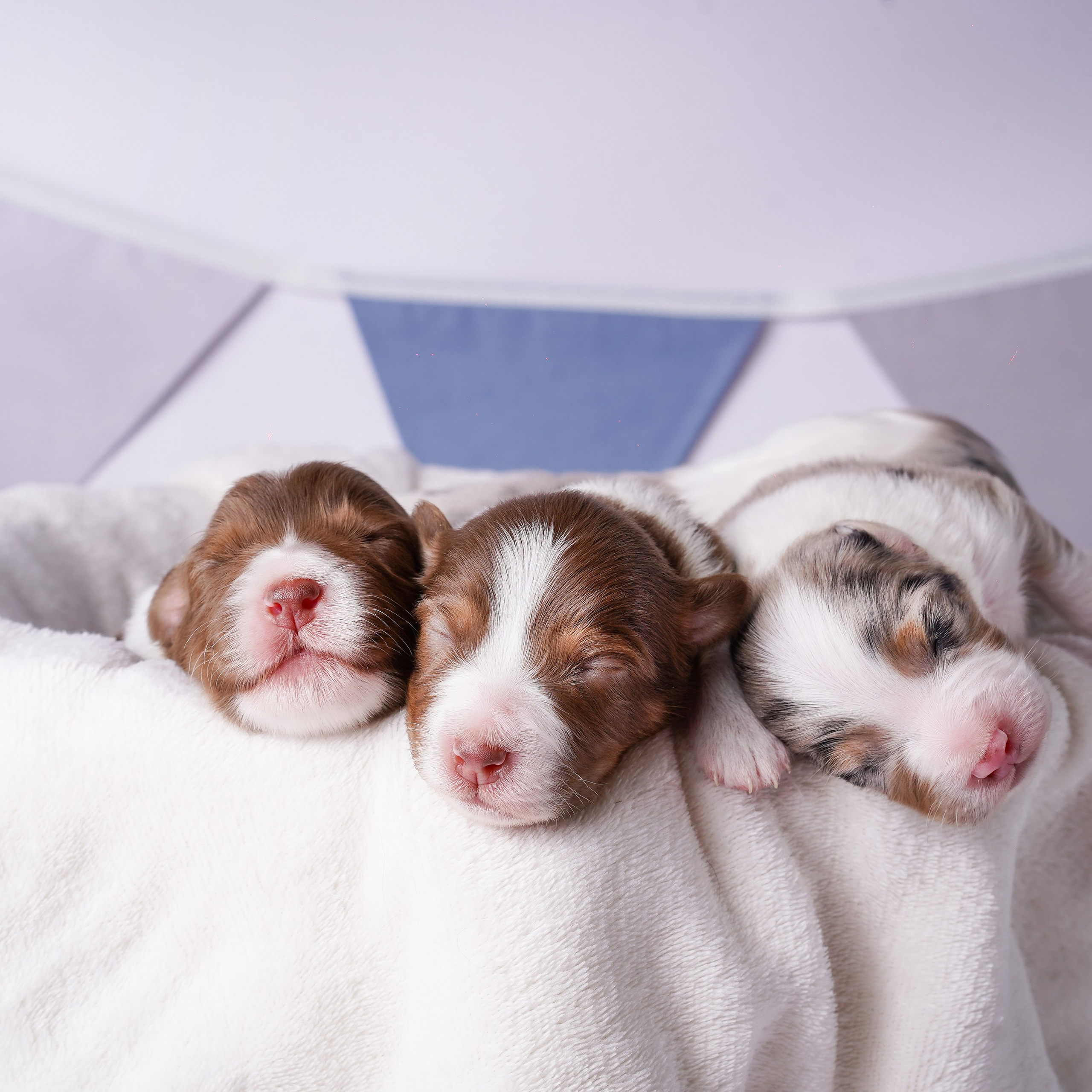 Щенки австралийской овчарки