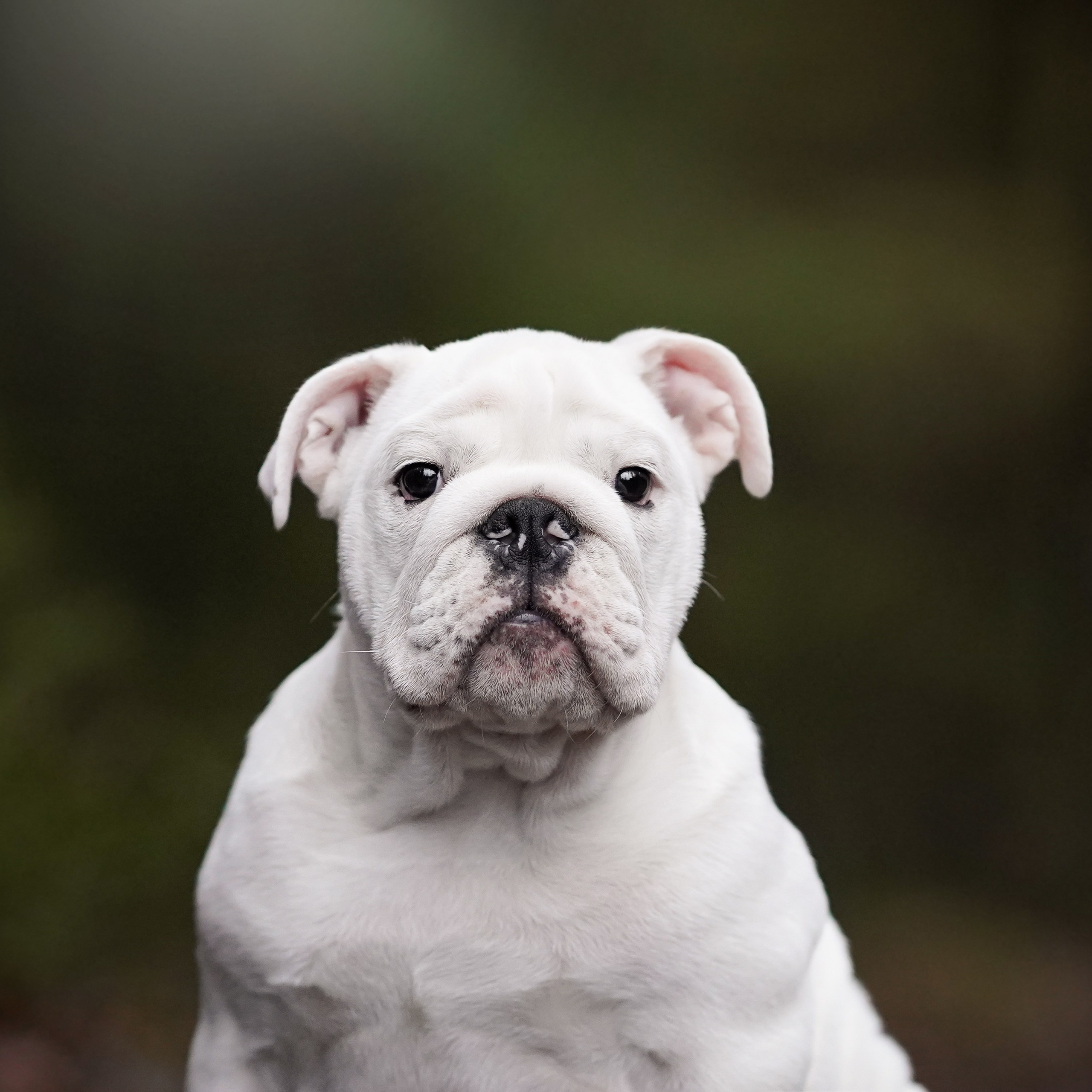 Щенки бульдога