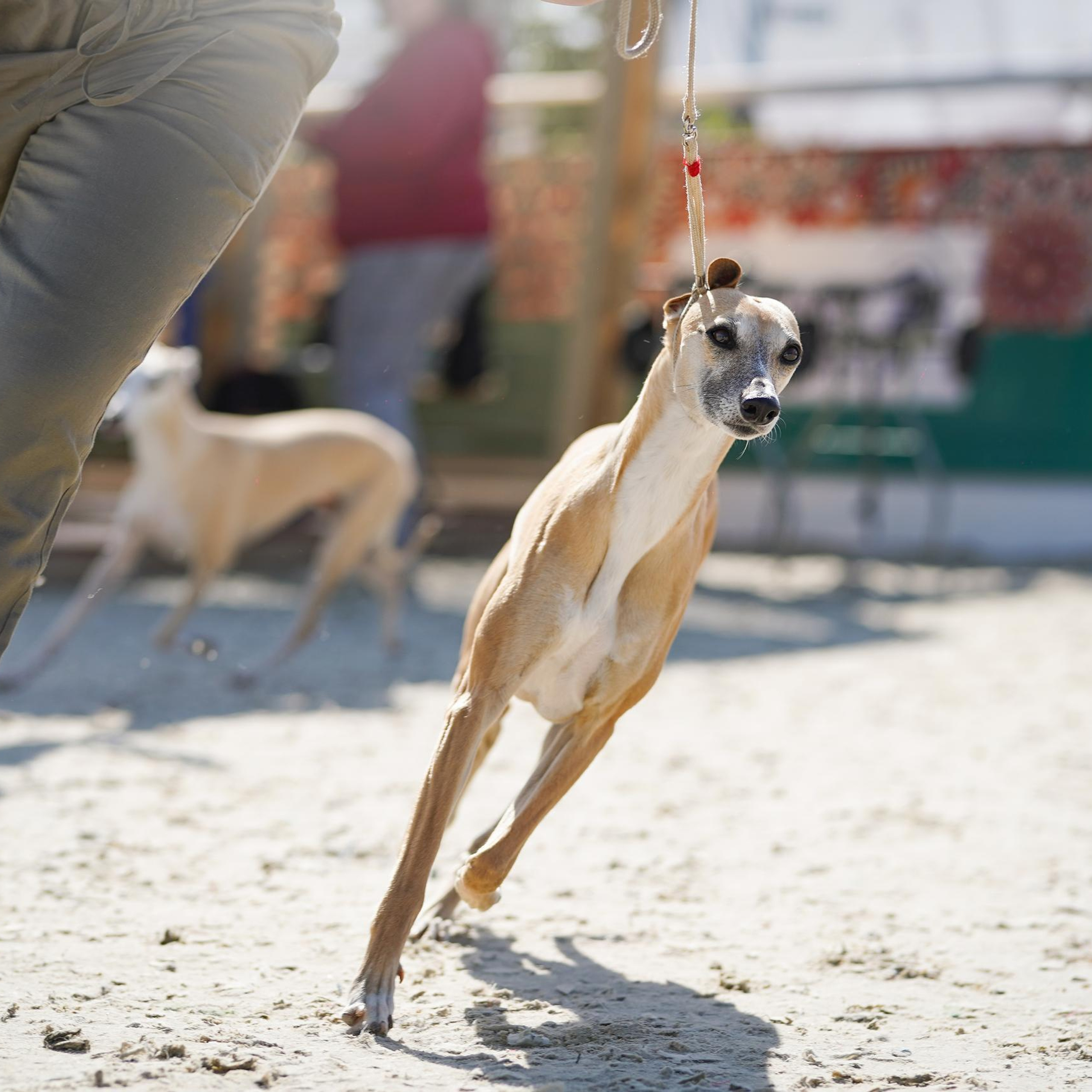 Отзывы. Фотограф-анималист в Санкт-Петербурге Яна Мартынова