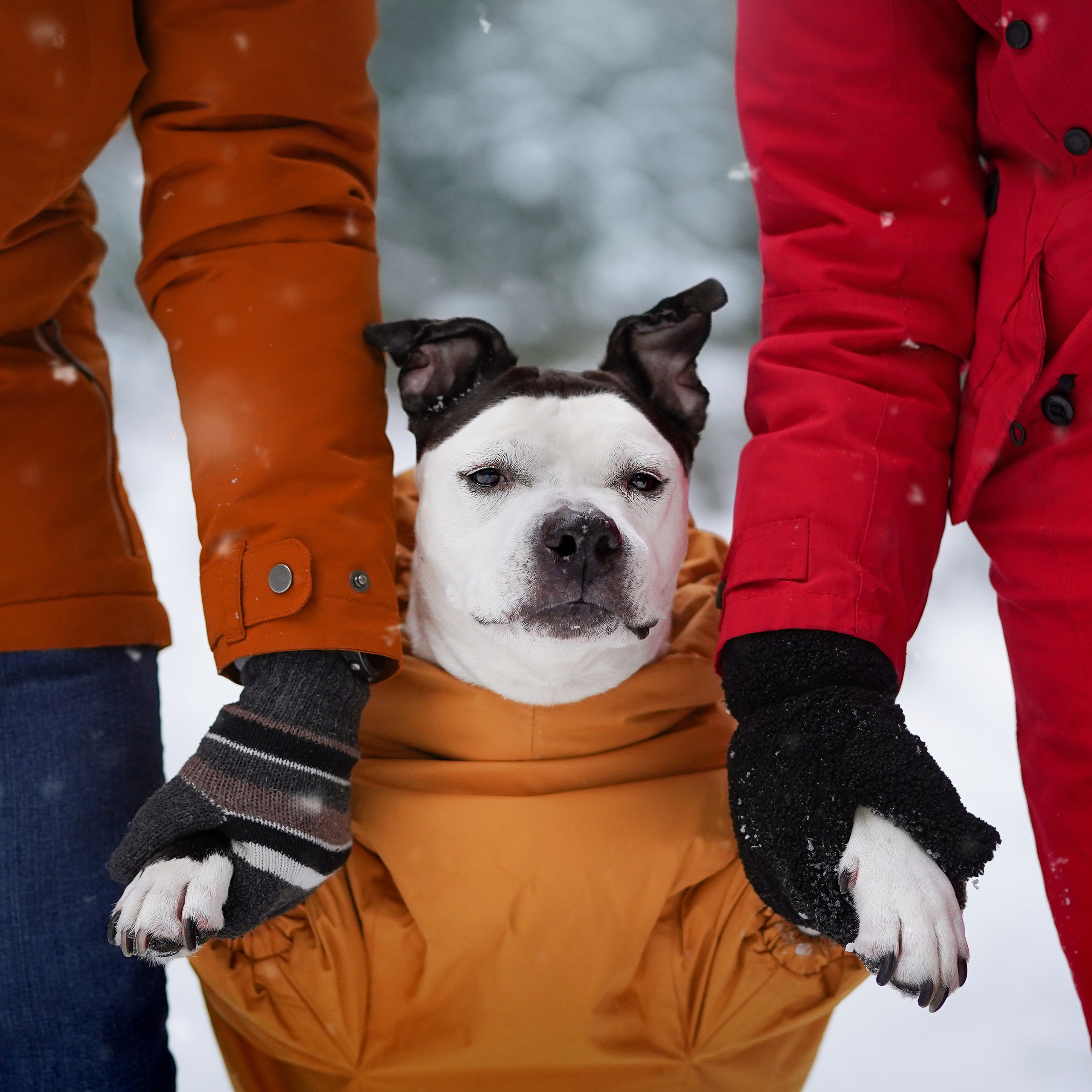 Маша Женя и Фиона