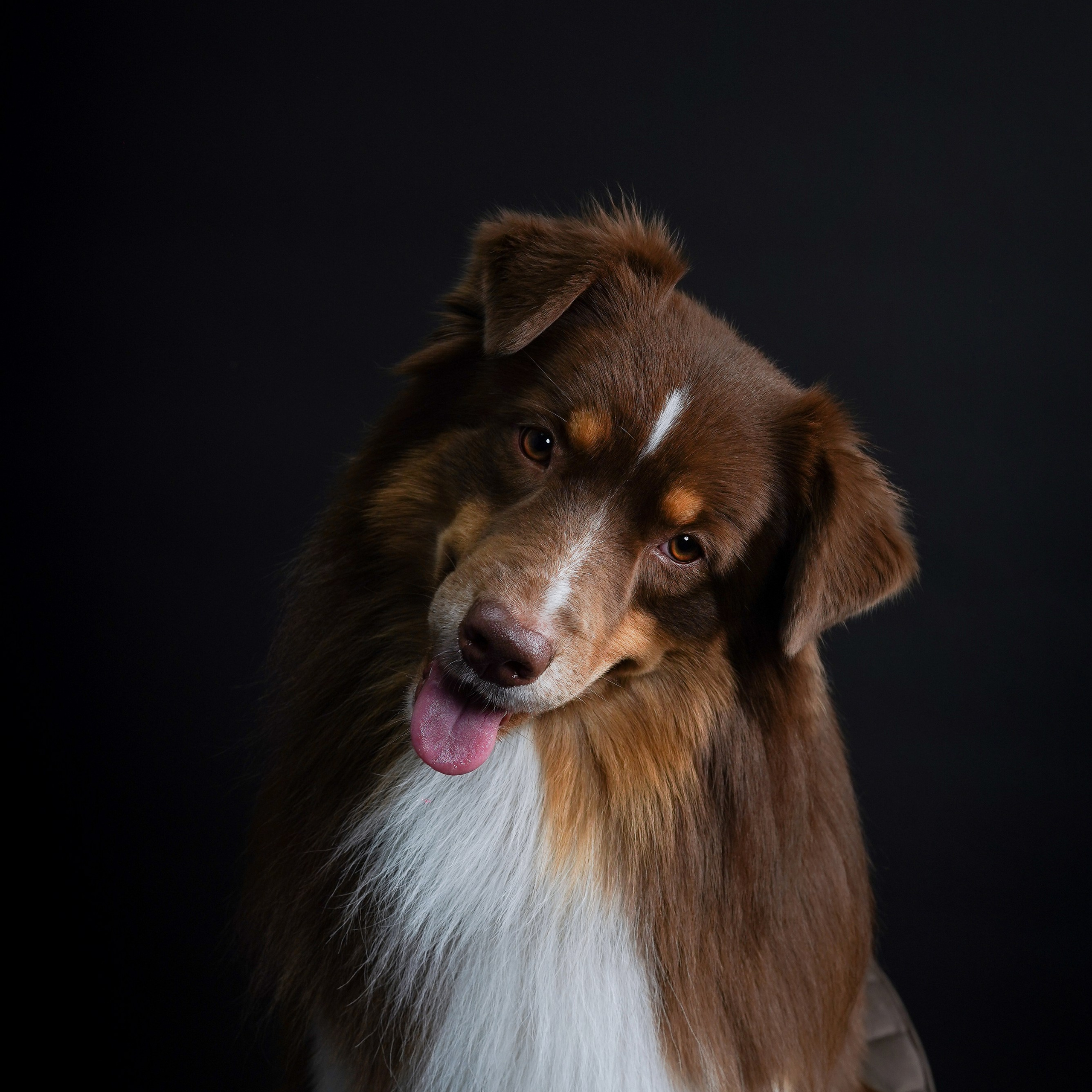 Аусси Рокки