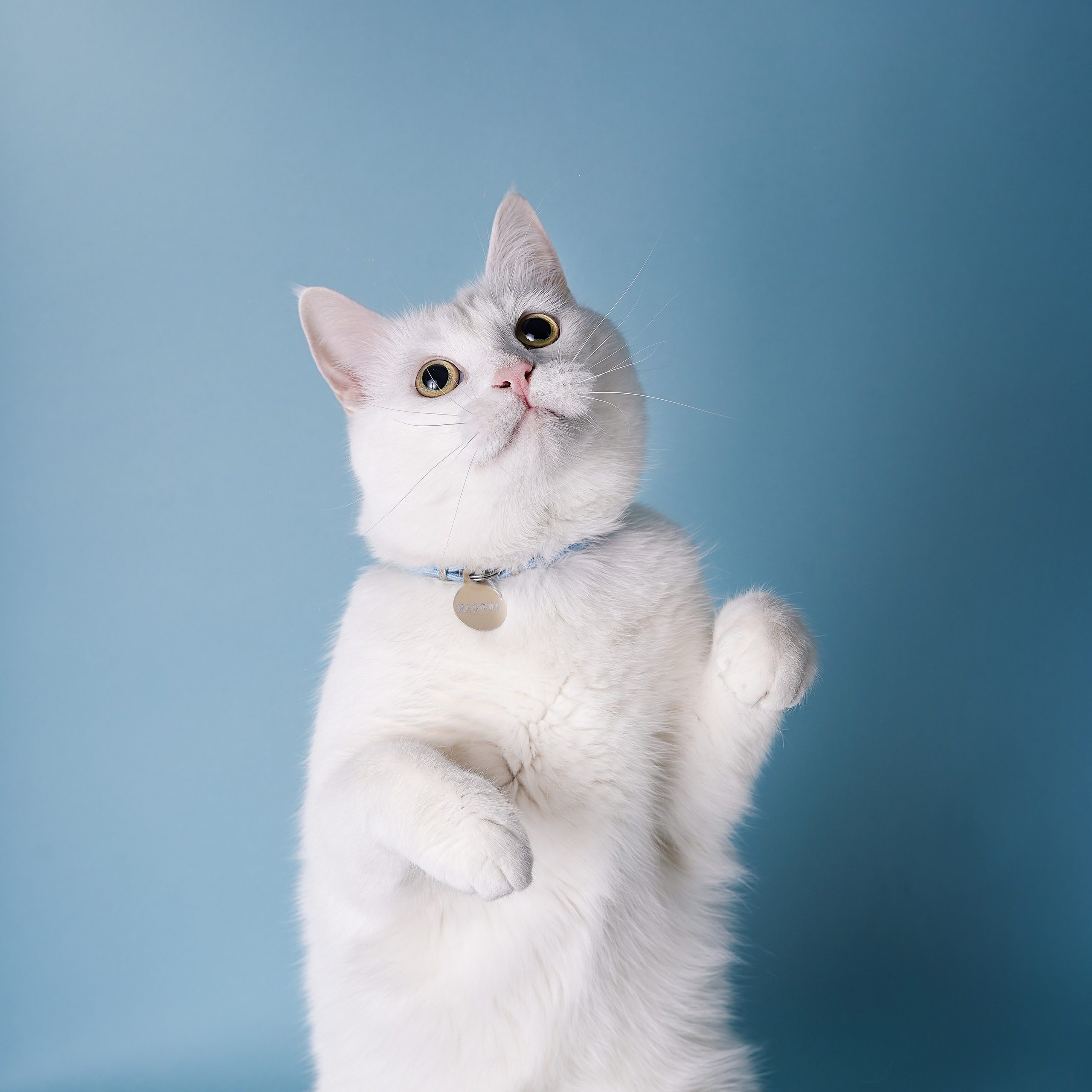 Маффин и&nbsp;Сэм