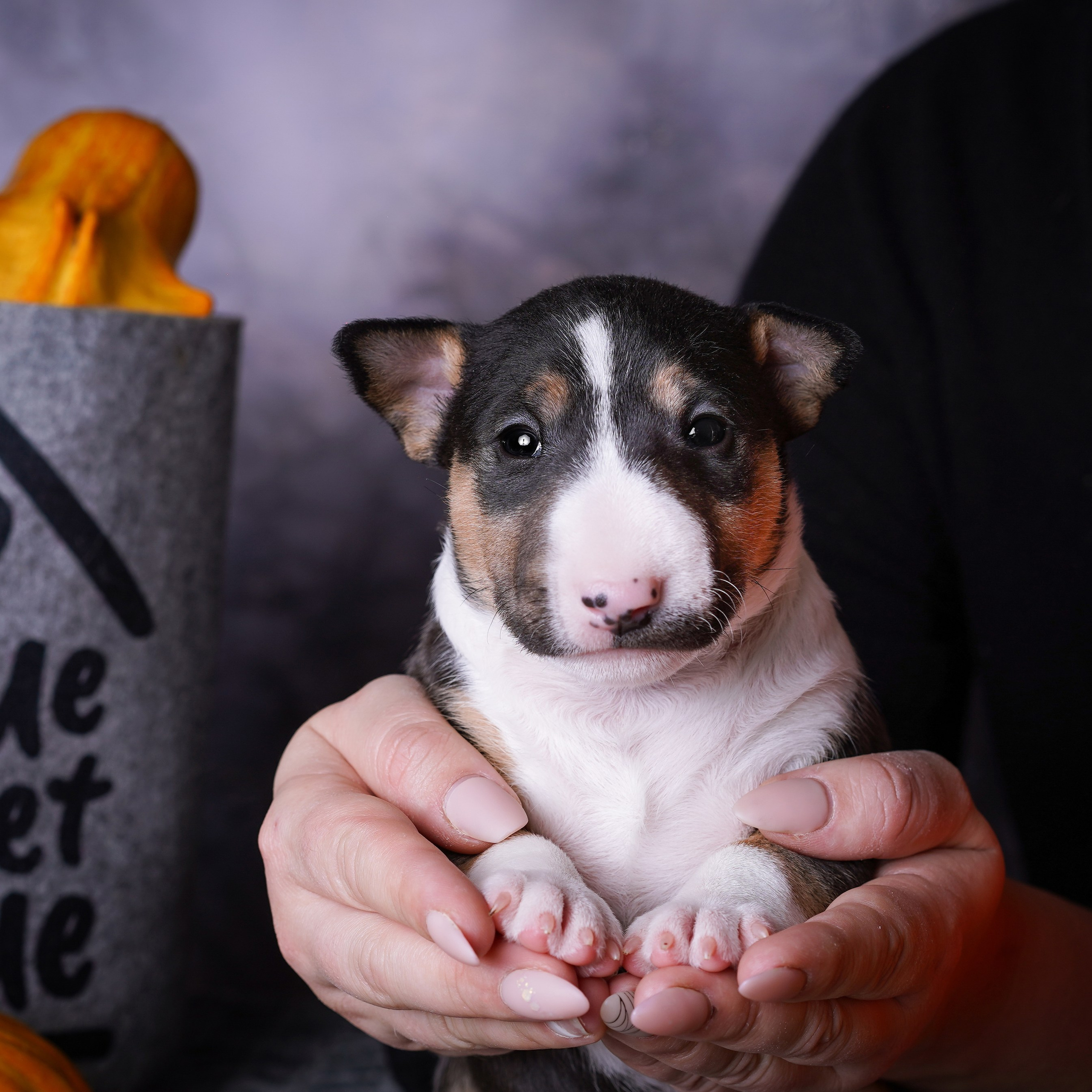 Щенки минибультерьера