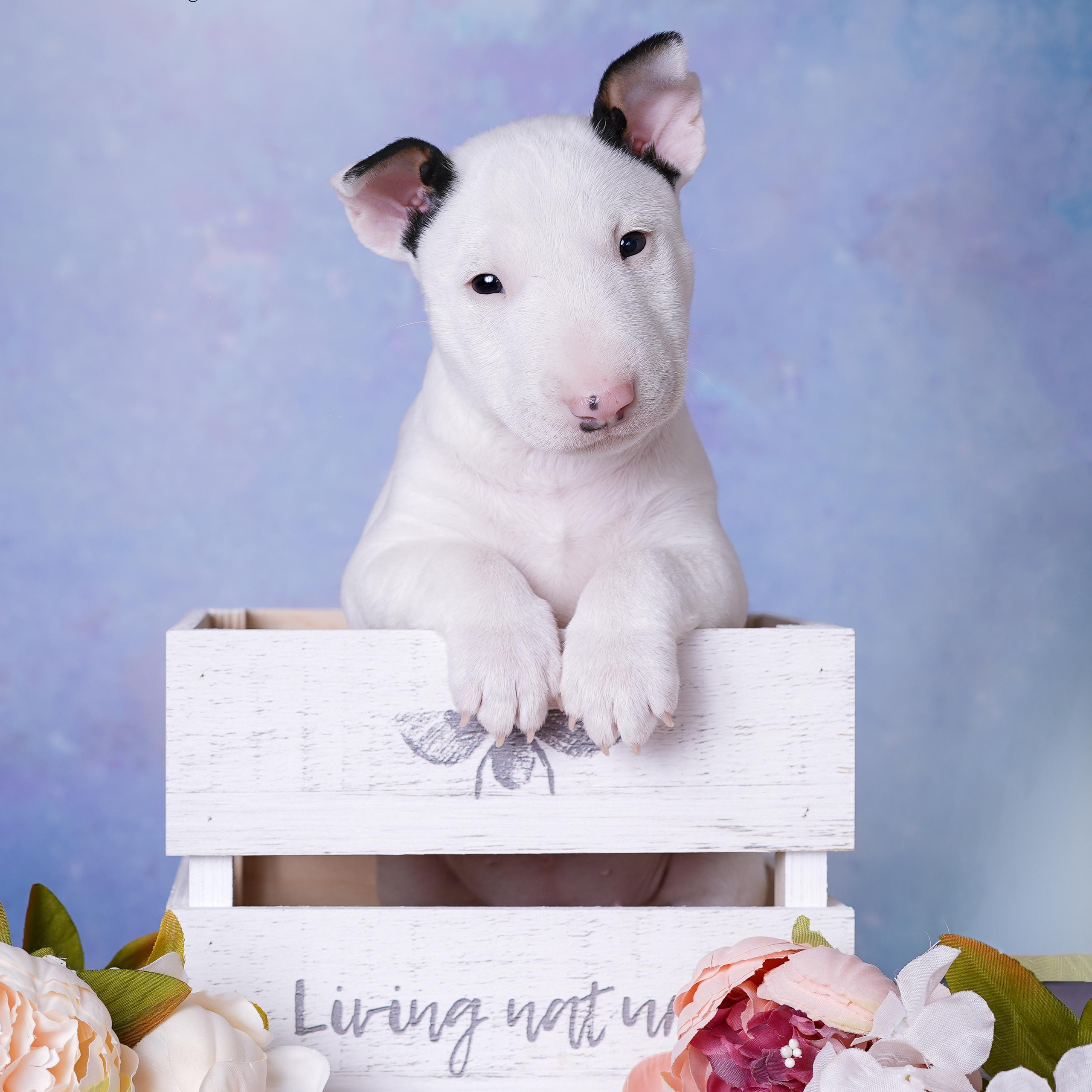 Щенки минибуля