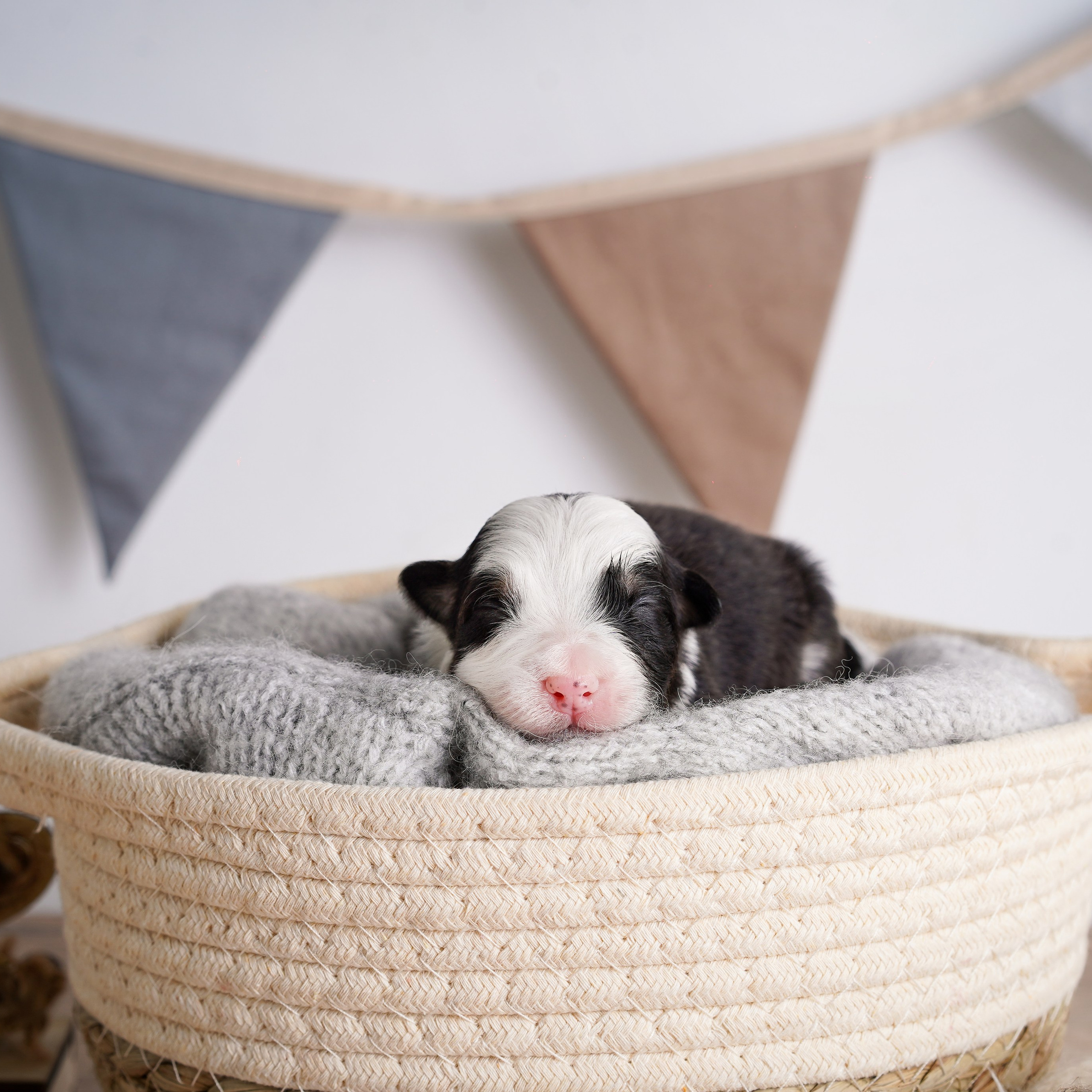 Щенки аусси