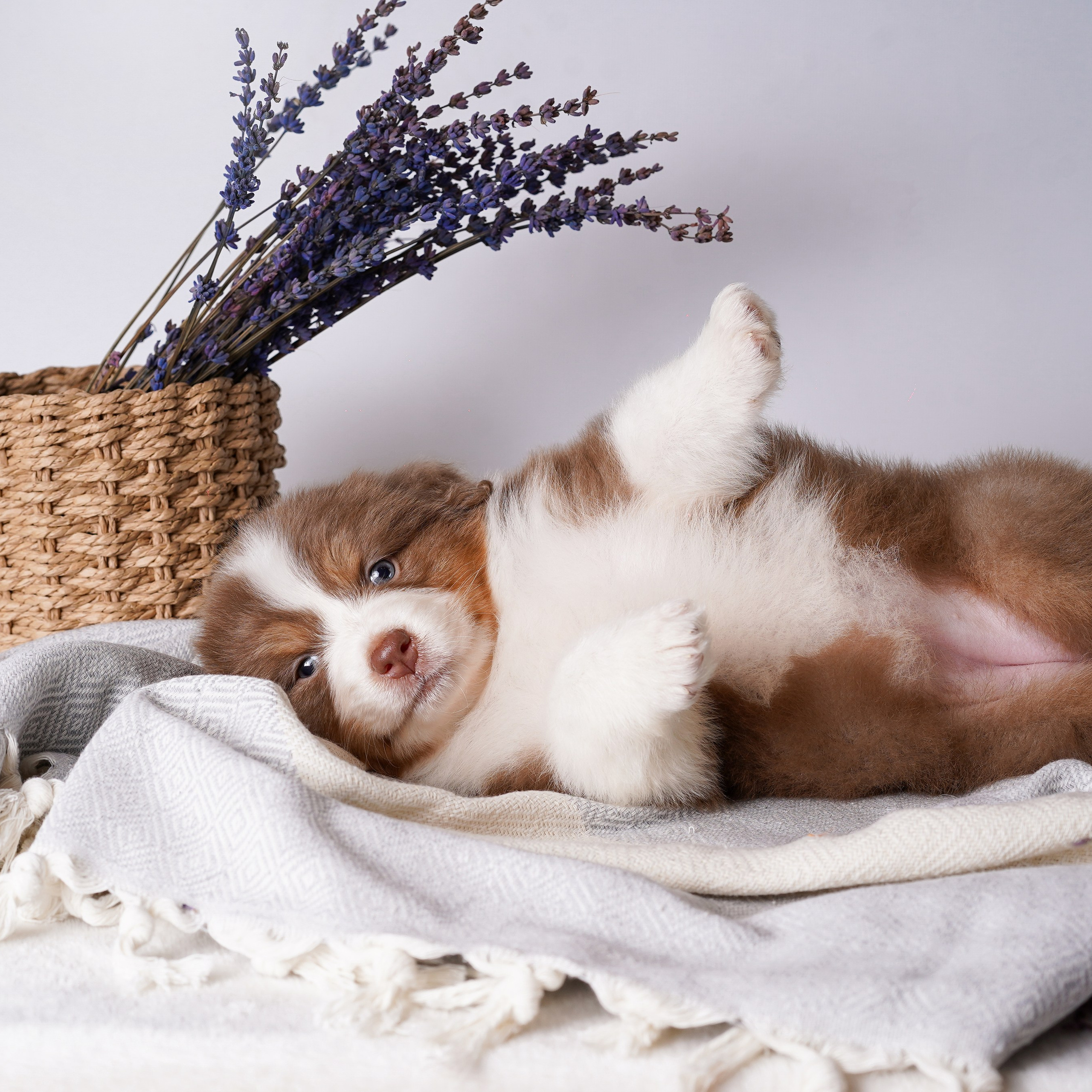 Щенки австралийской овчарки