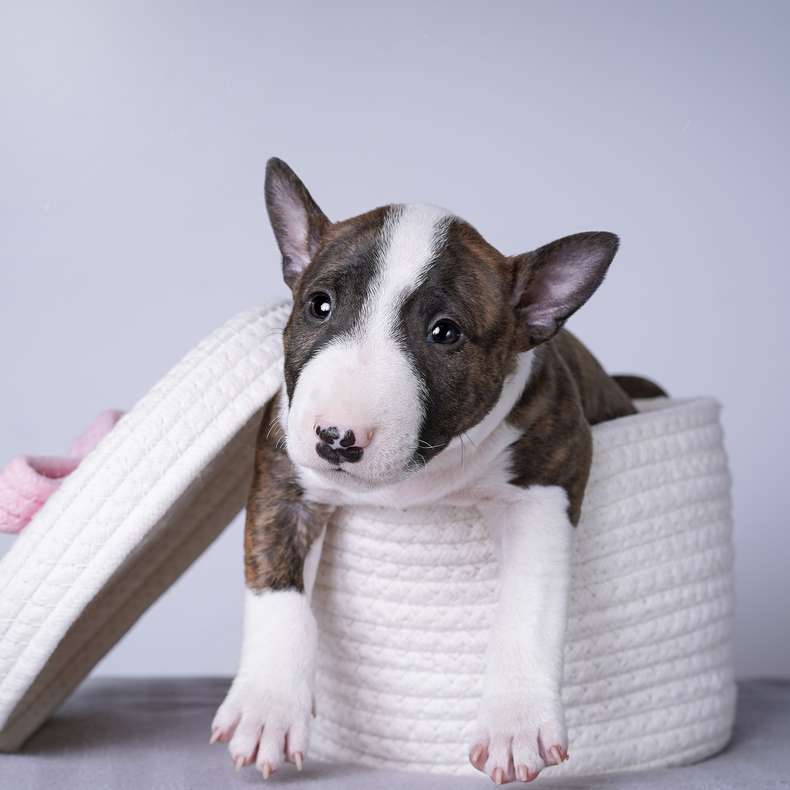 Щенки минибуля