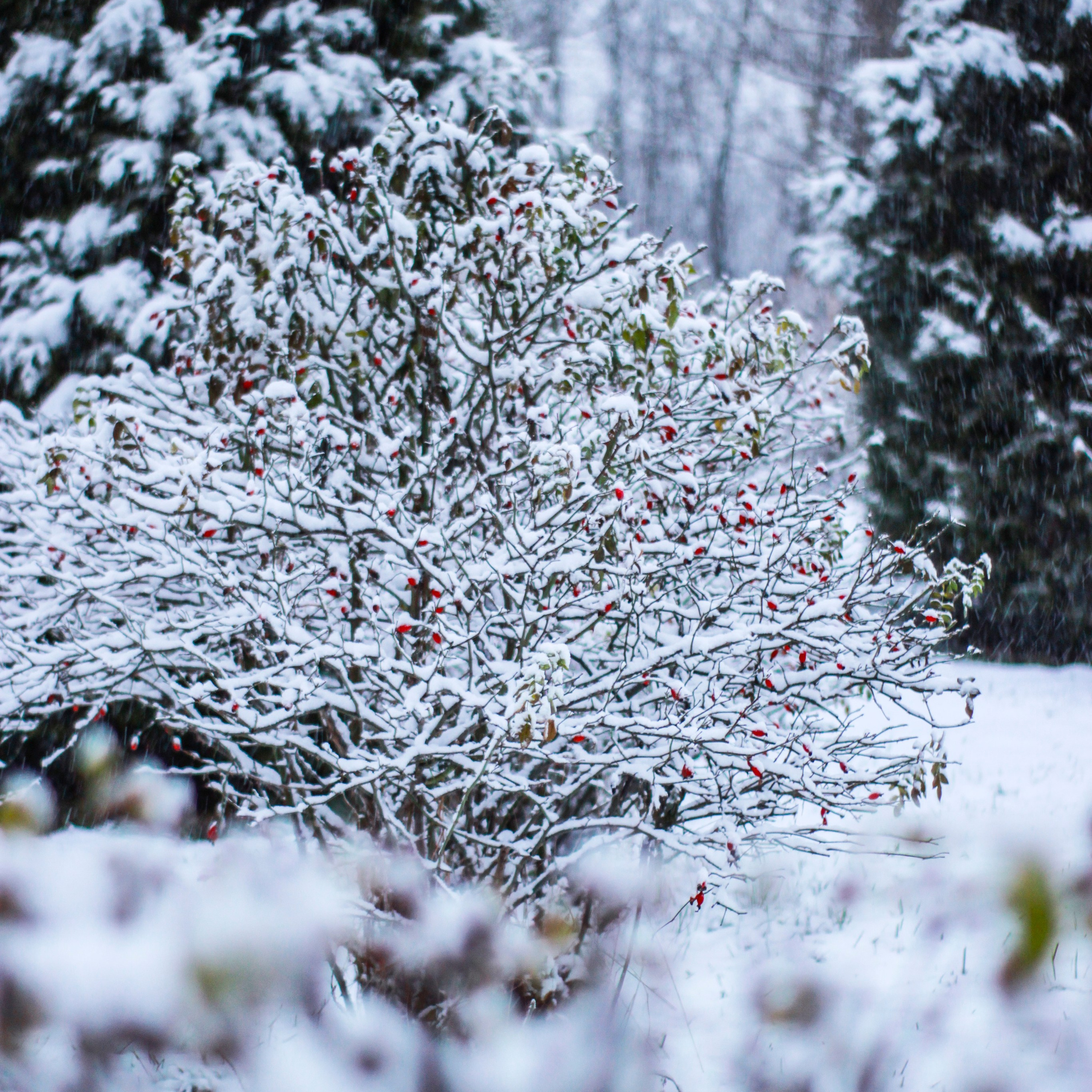 ЧУДЕСА РУССКОЙ ЗИМЫ…
