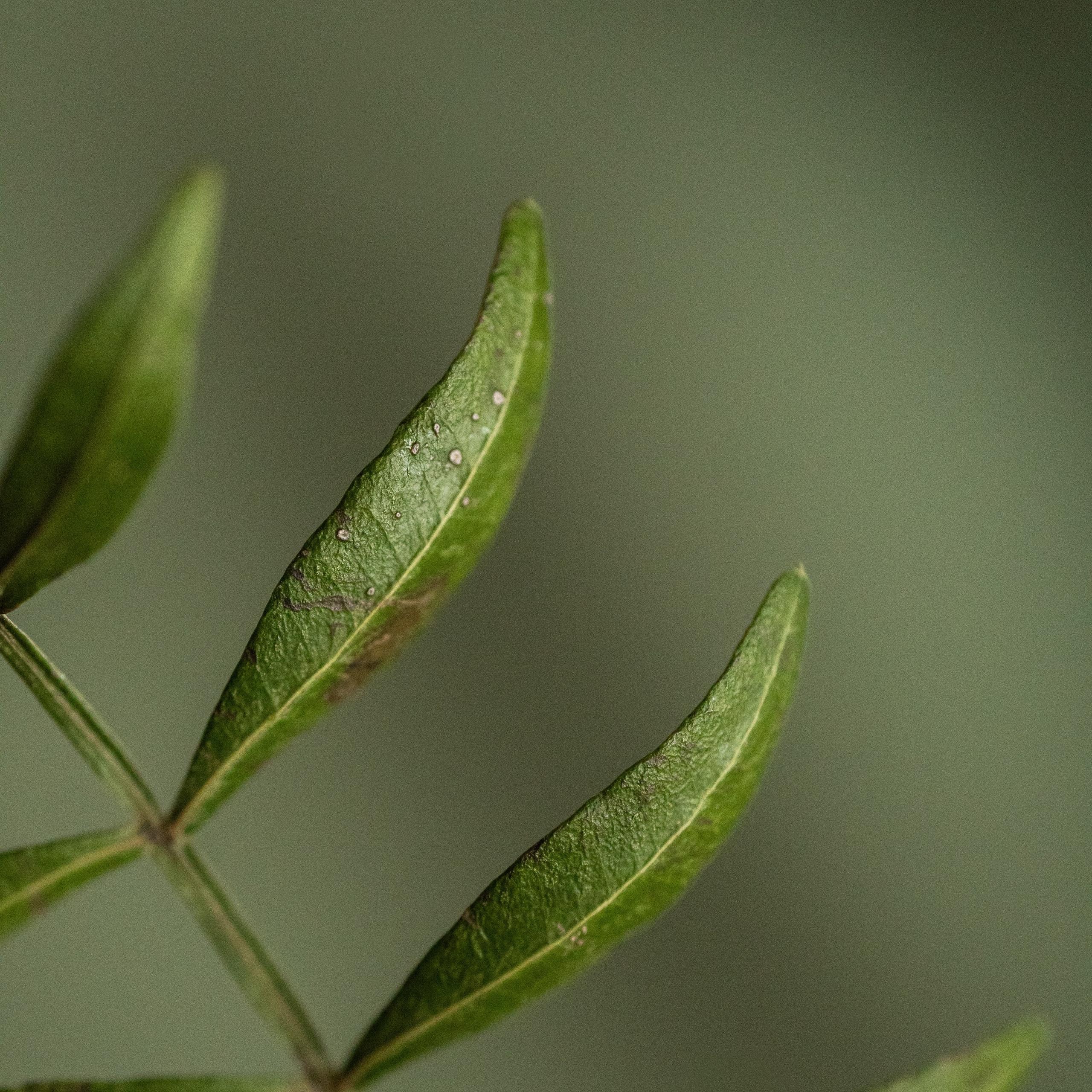зеленая веточка на зеленом фоне