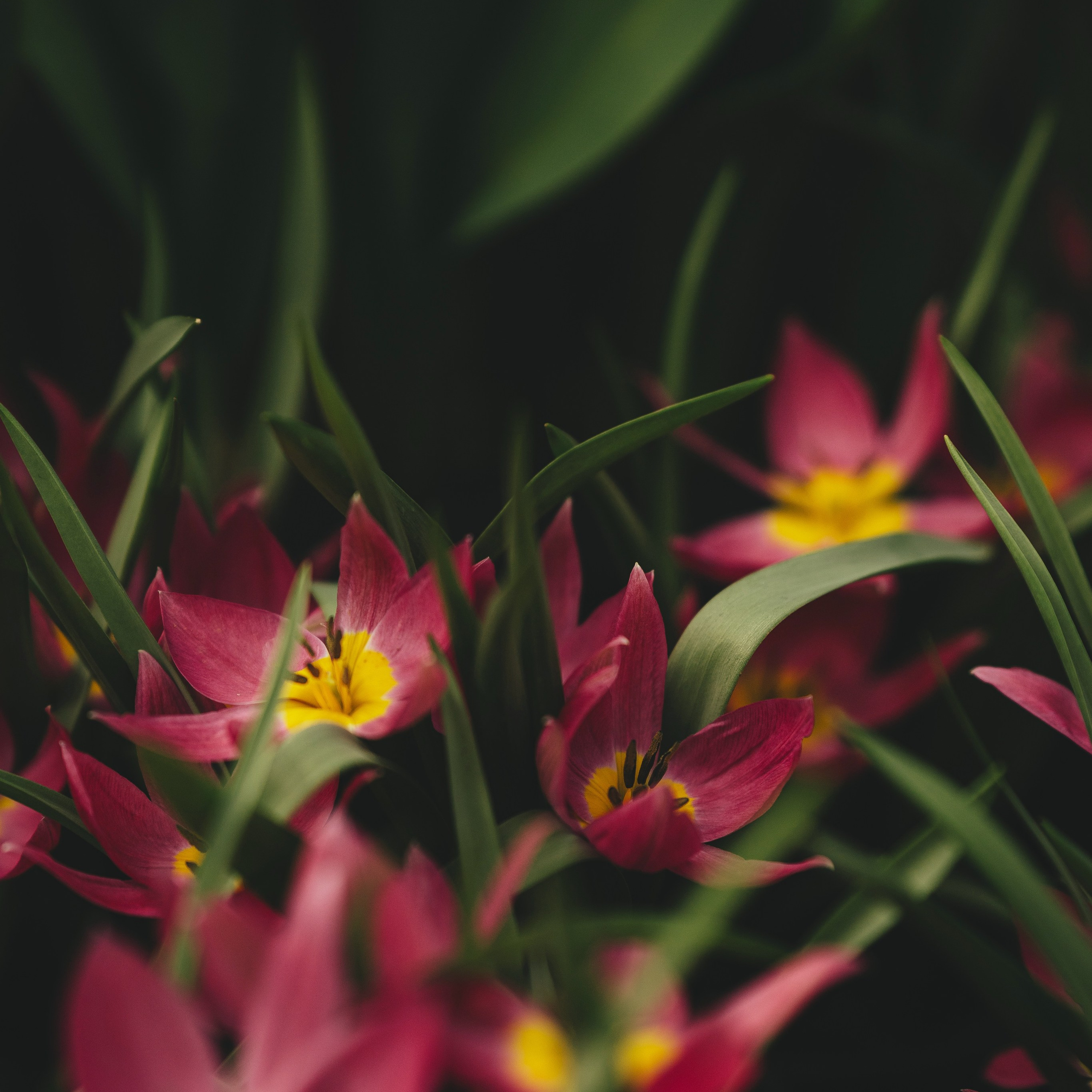 Весеннее настроение. Портретный и семейный фотограф во Владивостоке Светлана Мухильченко