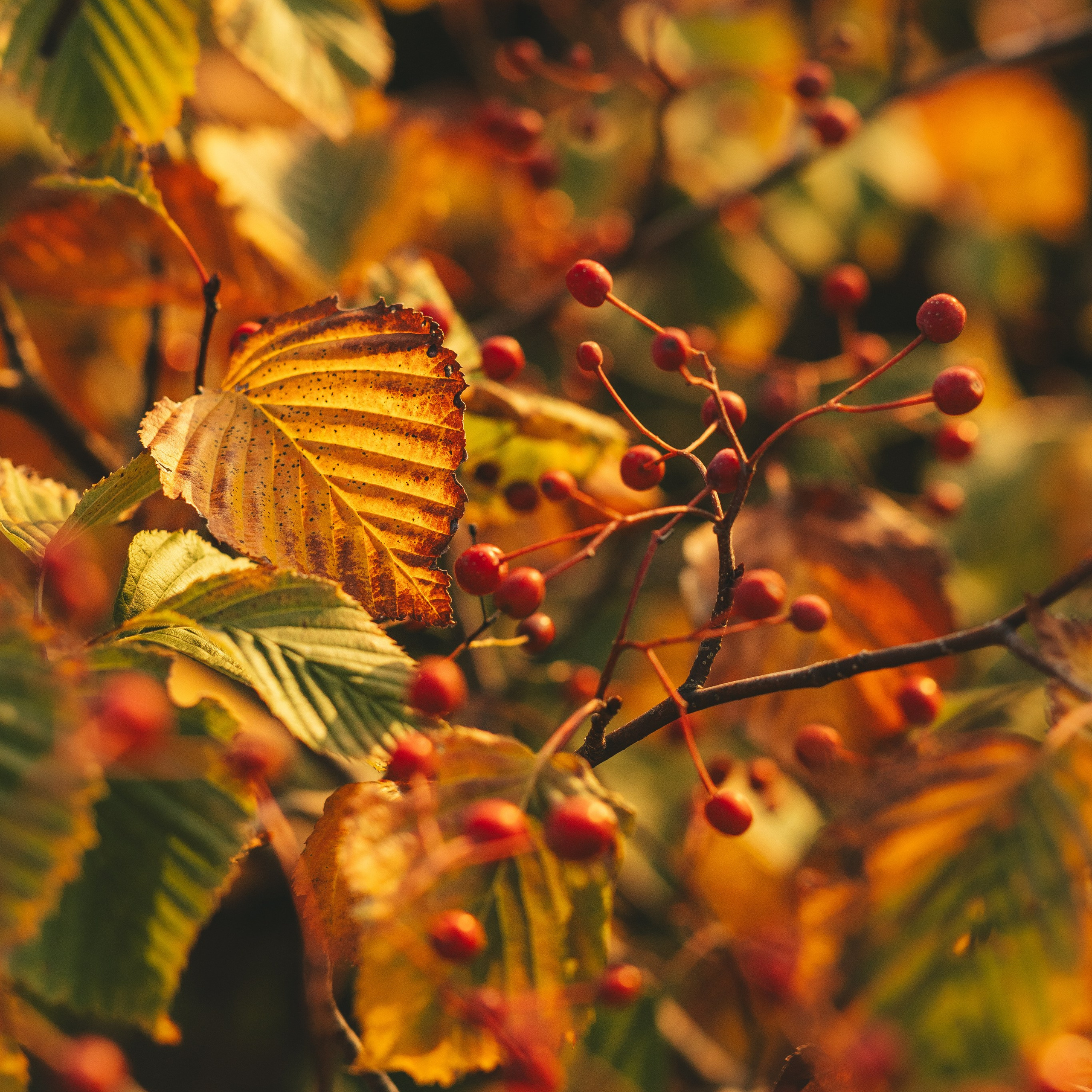 осенние желтые и зеленые листья и красные ягоды фото
