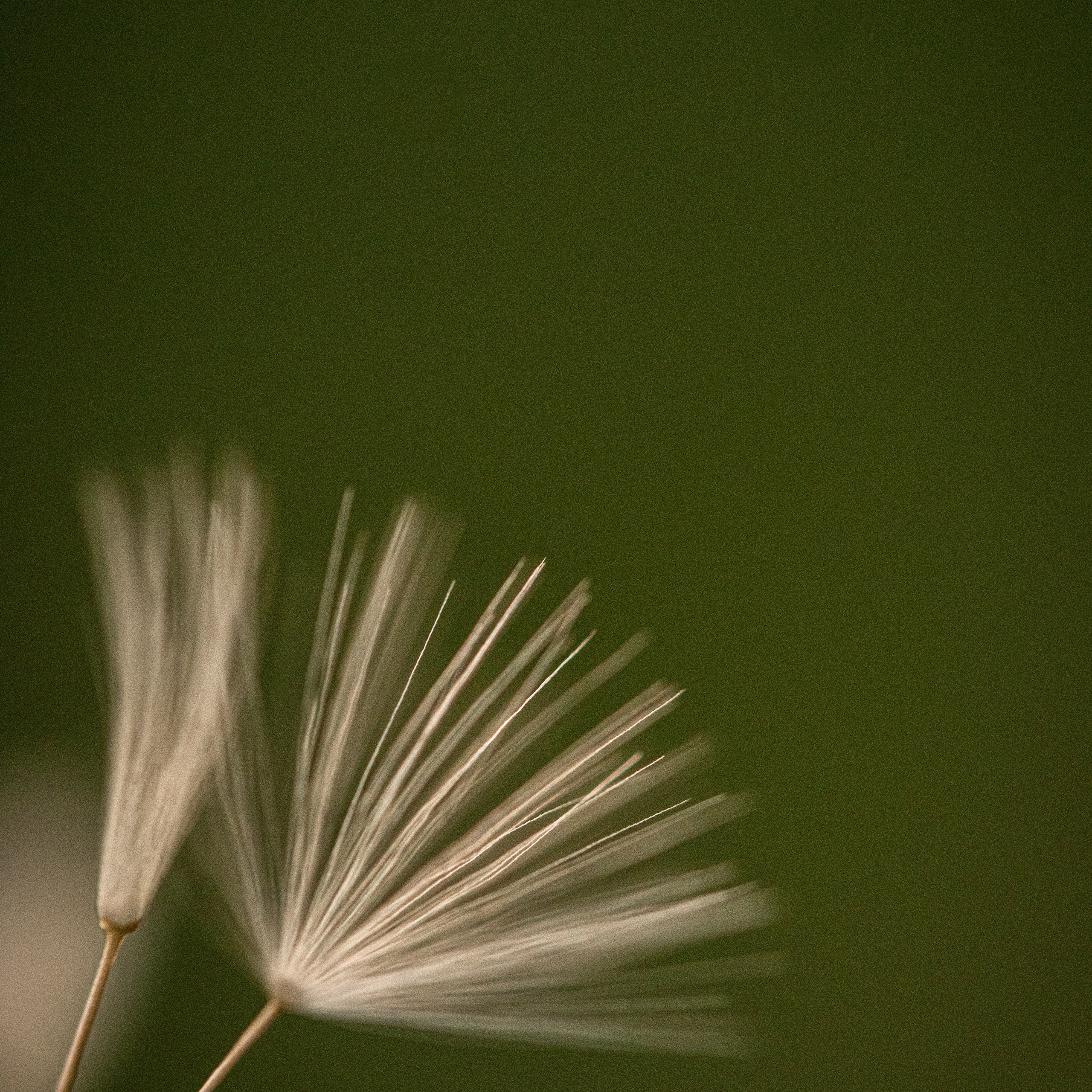 одуванчик семена