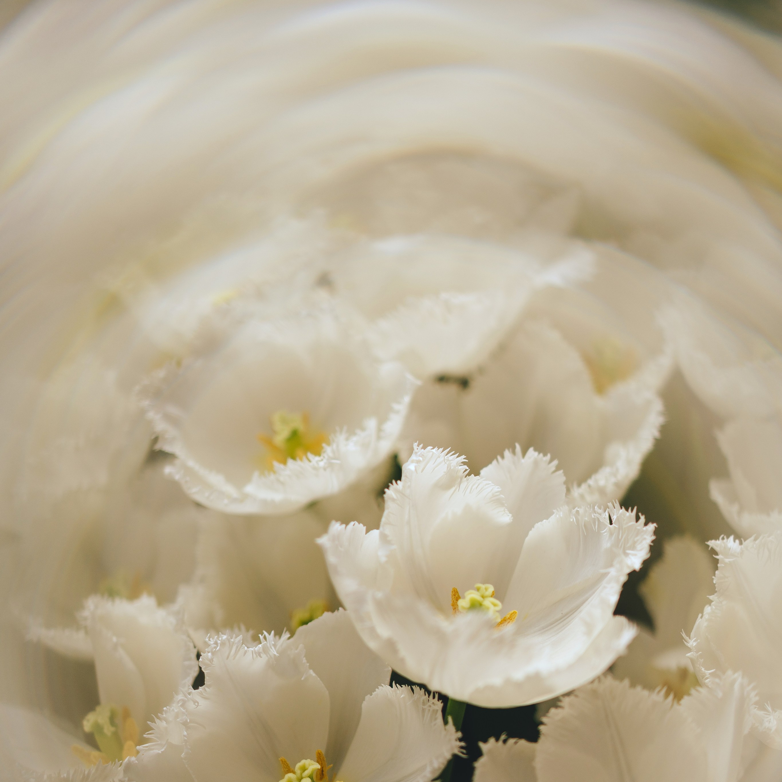 Весеннее настроение. Портретный и семейный фотограф во Владивостоке Светлана Мухильченко