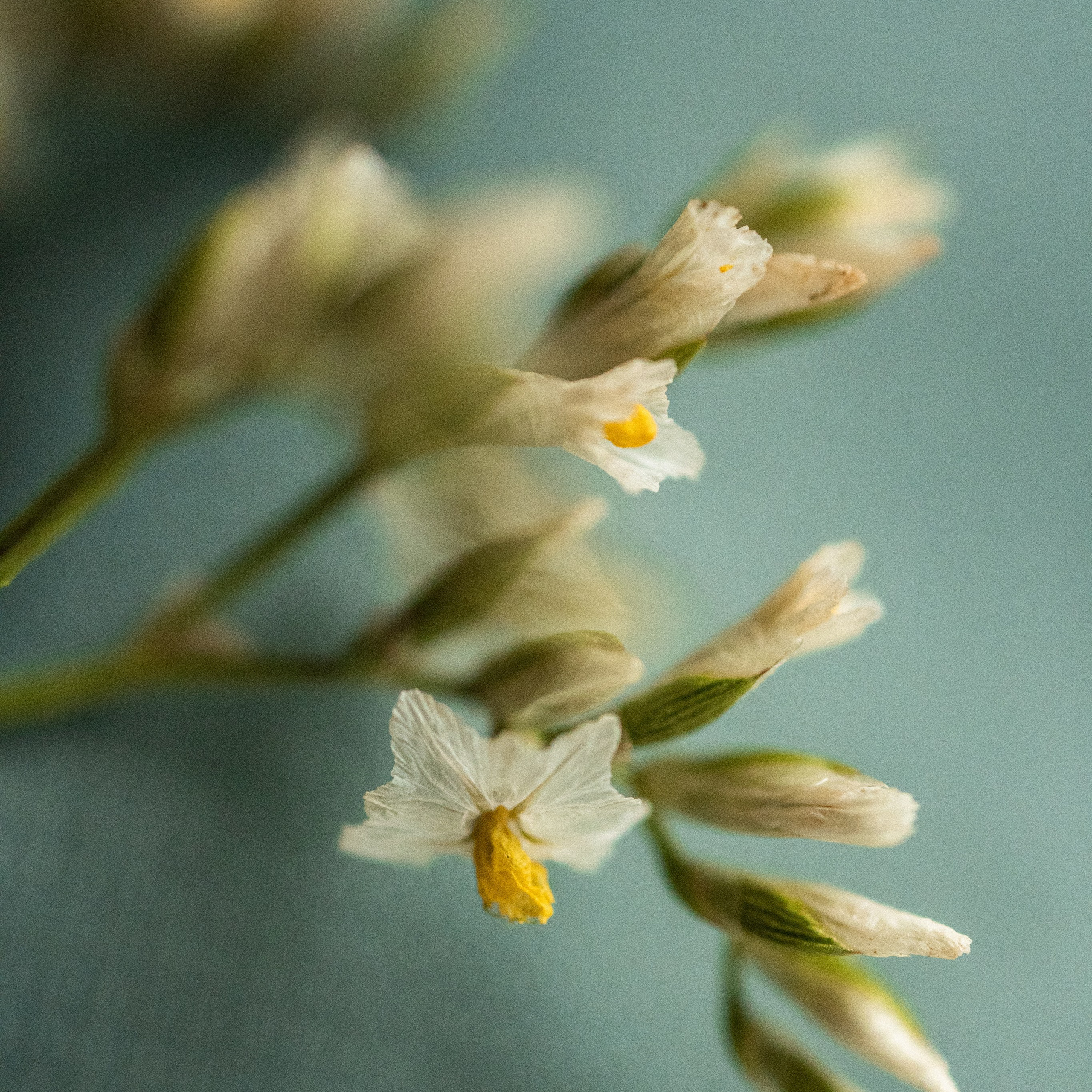 wallpaper for spring mood