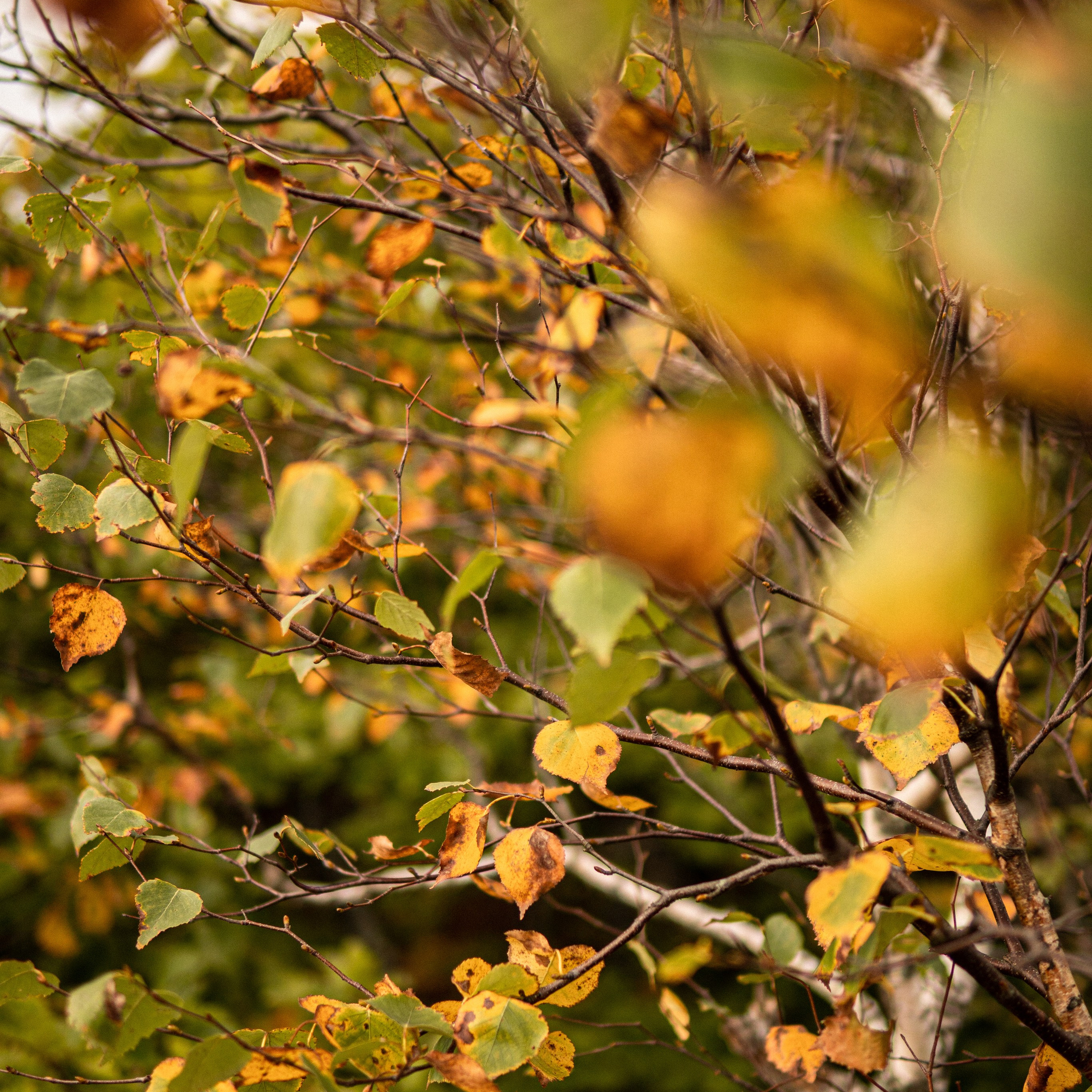 осенние листья березы