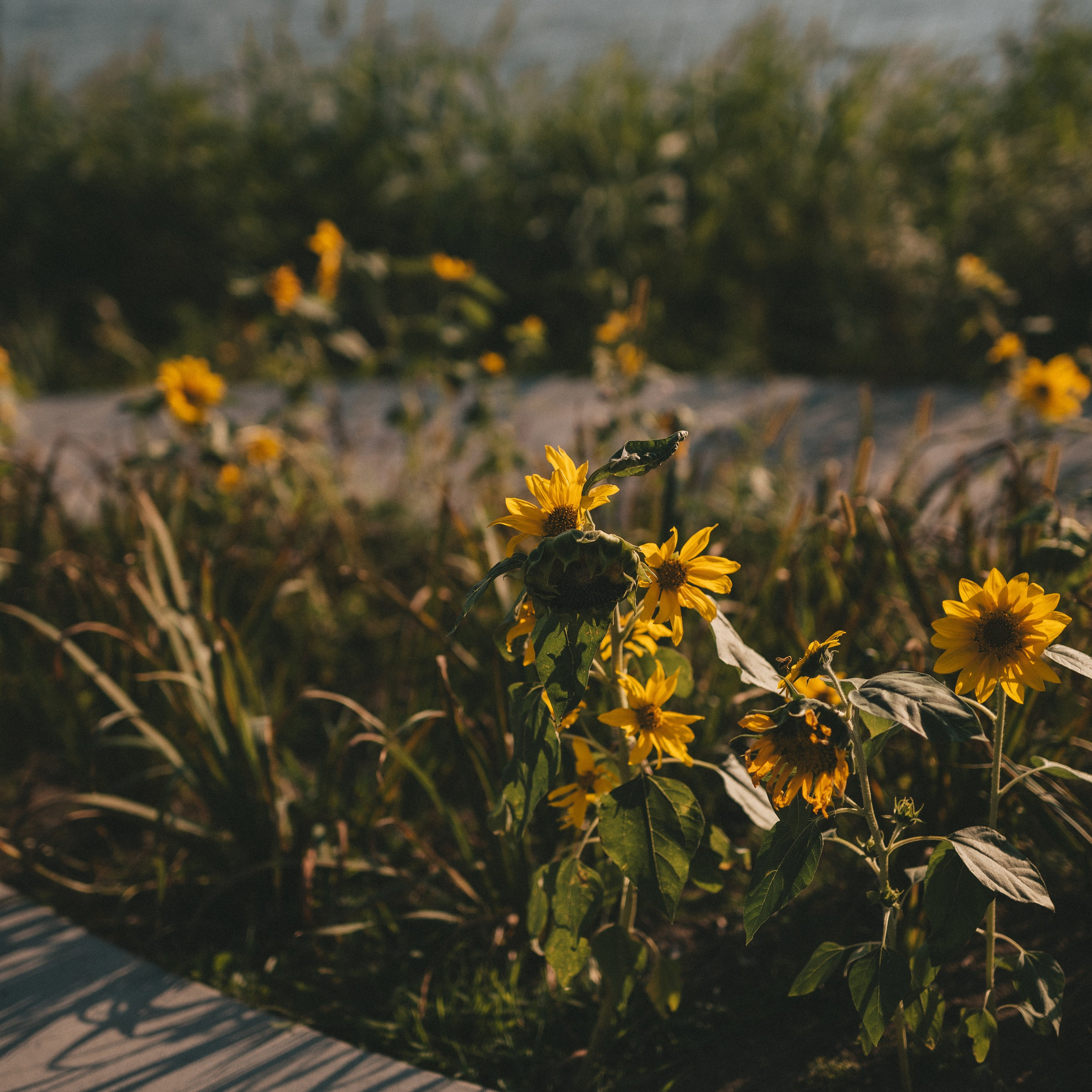 подсолнухи у озера на Патрокле 