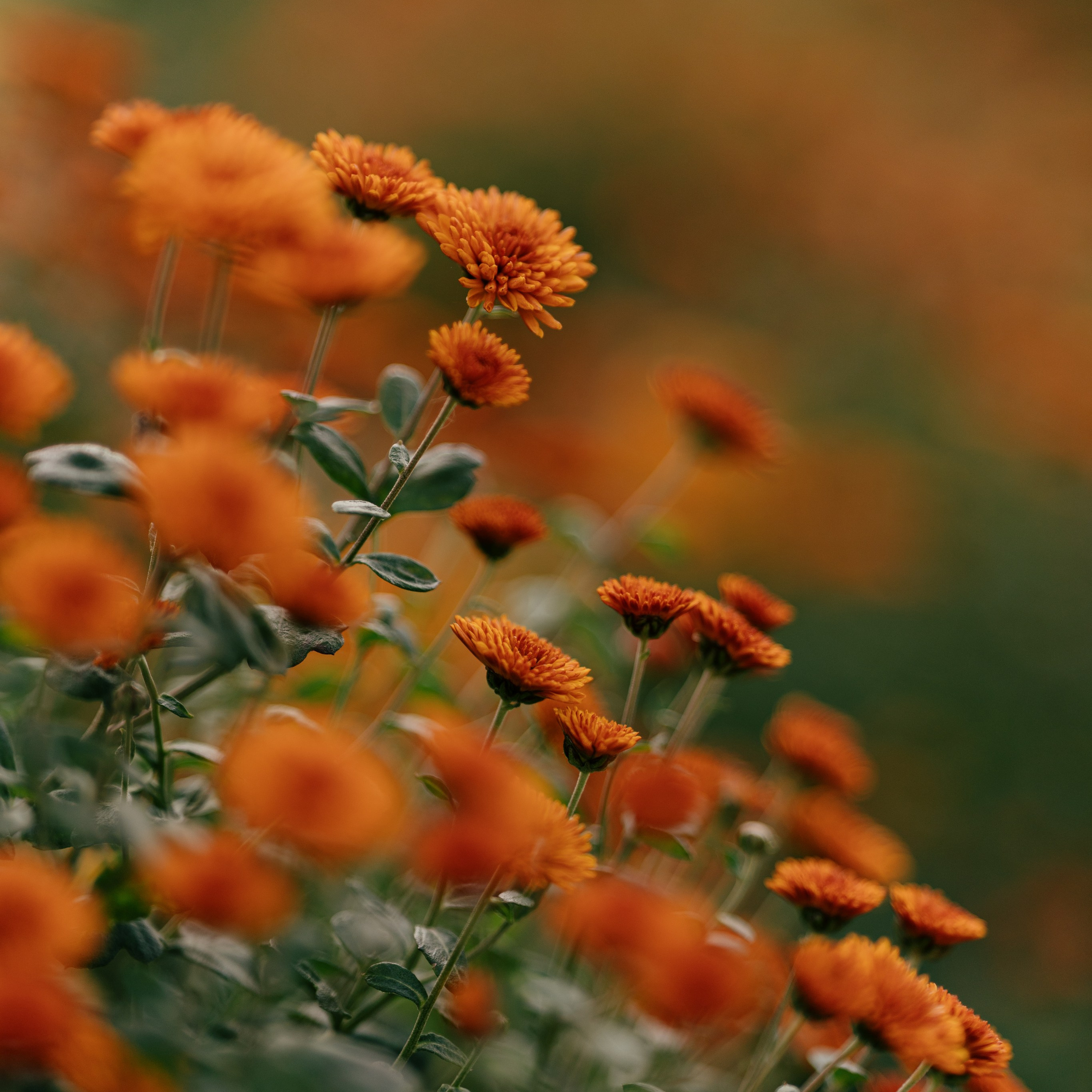 Осенние цветы