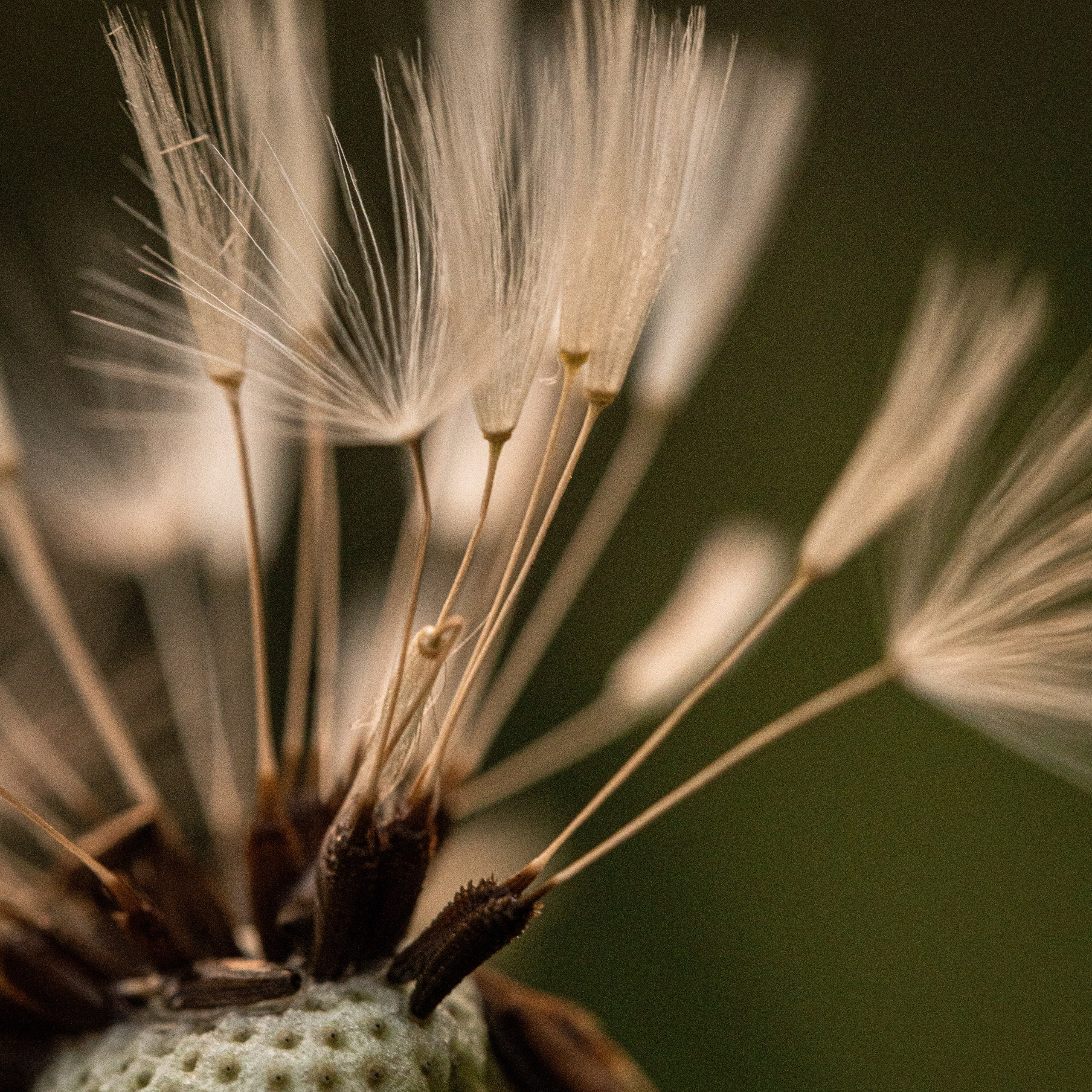 макро пушинки одуванчик dandelion