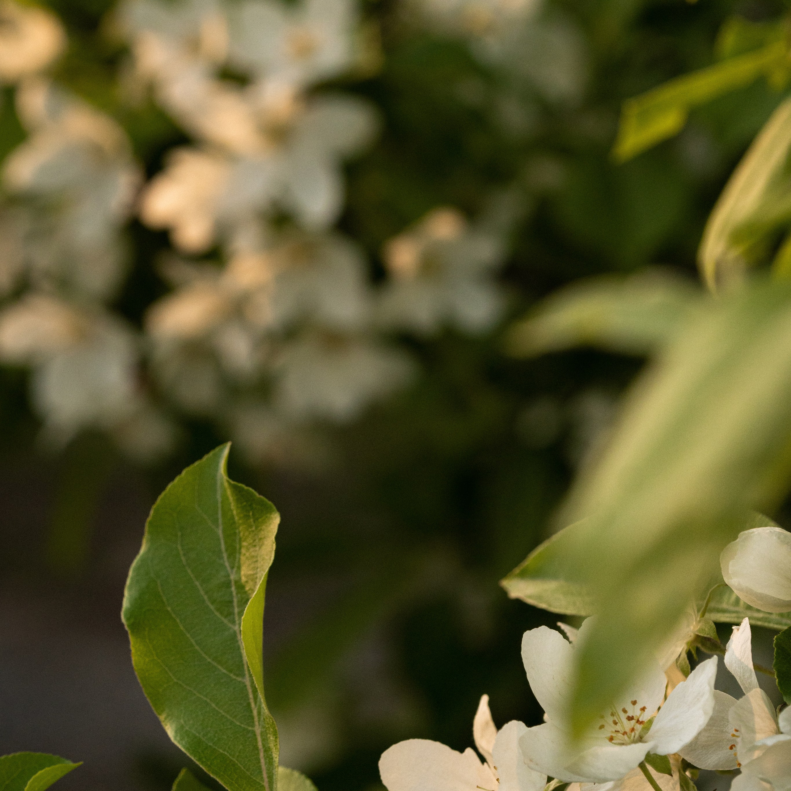 Цветущая яблоня на переднем плане резкие цветы на заднем размытие