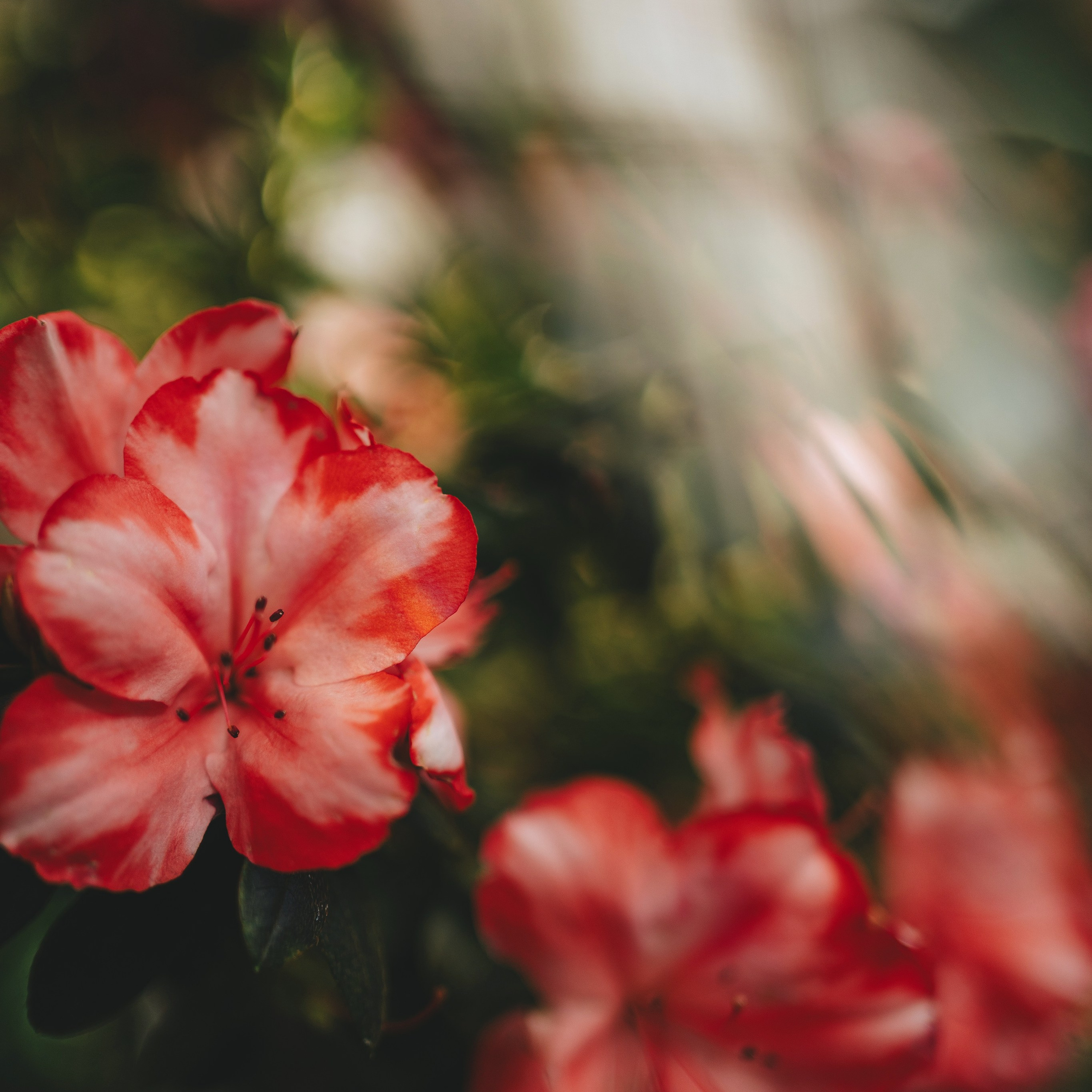 Весеннее настроение. Портретный и семейный фотограф во Владивостоке Светлана Мухильченко