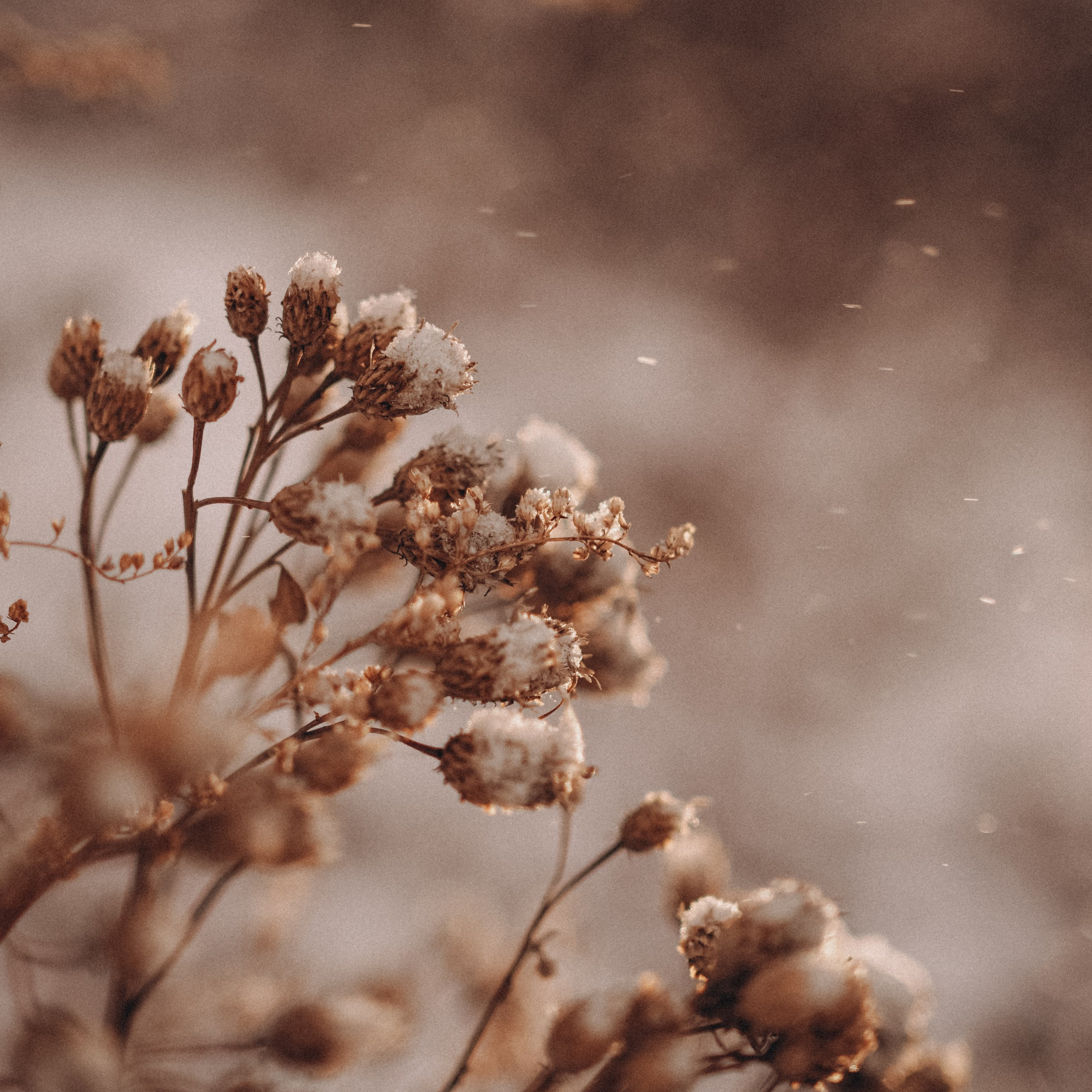 Снег. Картинки Владивосток. Портретный и семейный фотограф во Владивостоке Светлана Мухильченко