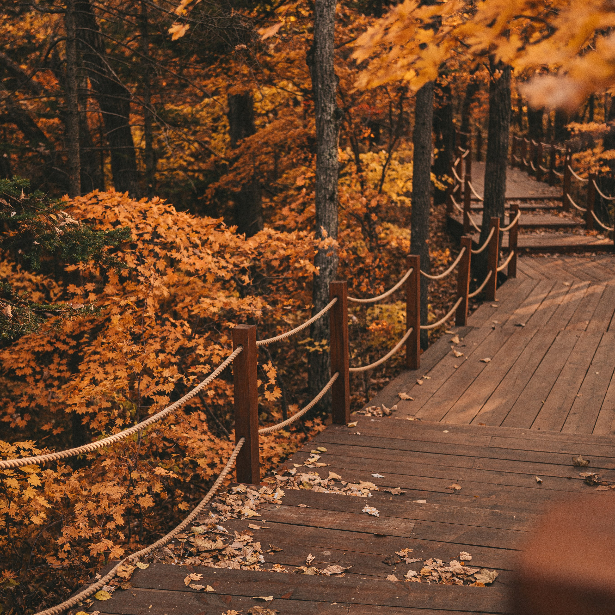 Деревянная тропинка в осеннем лесу фото