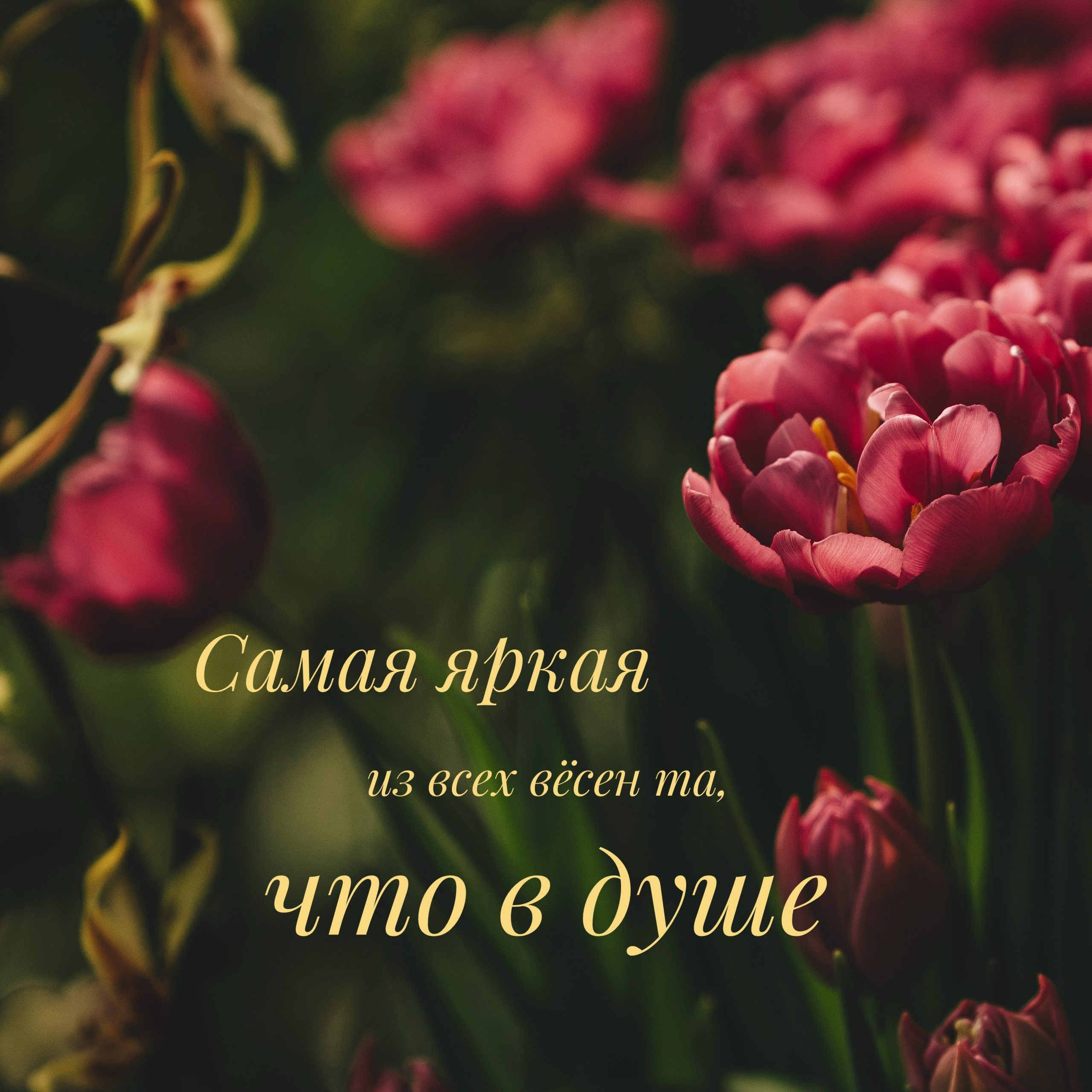 Тюльпаны и текст про весну