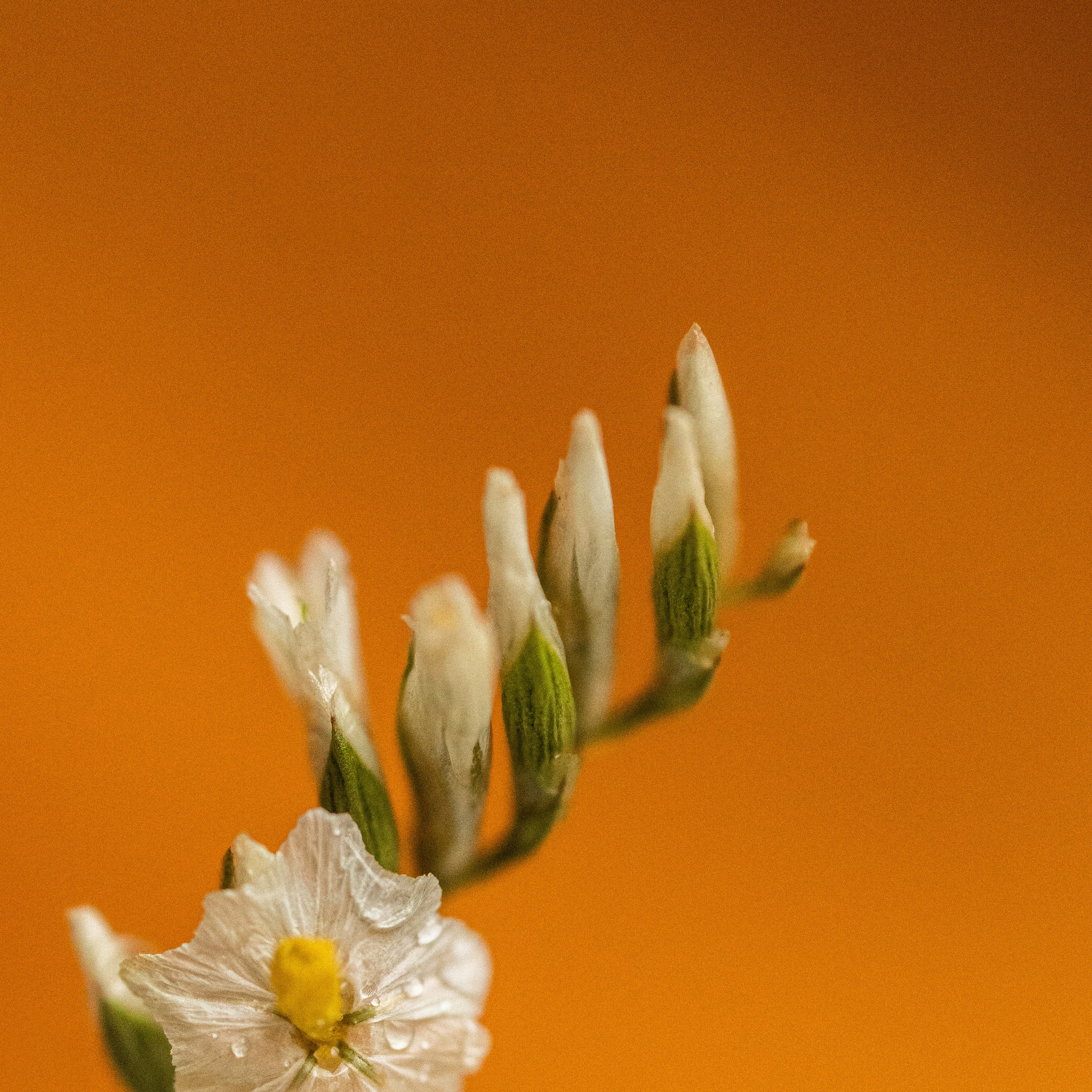 весеннее настроение