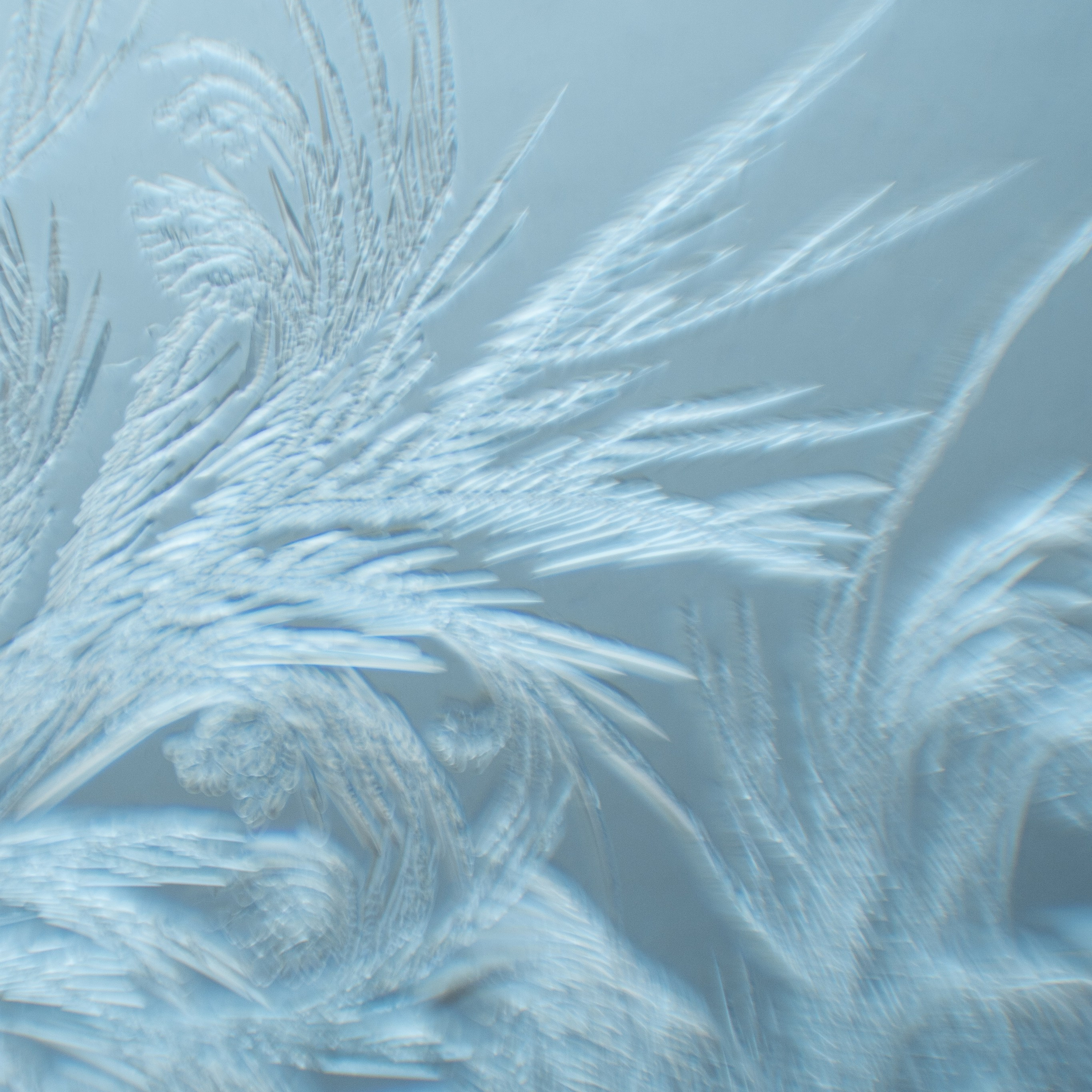 Морозные узоры. Портретный и семейный фотограф во Владивостоке Светлана Мухильченко