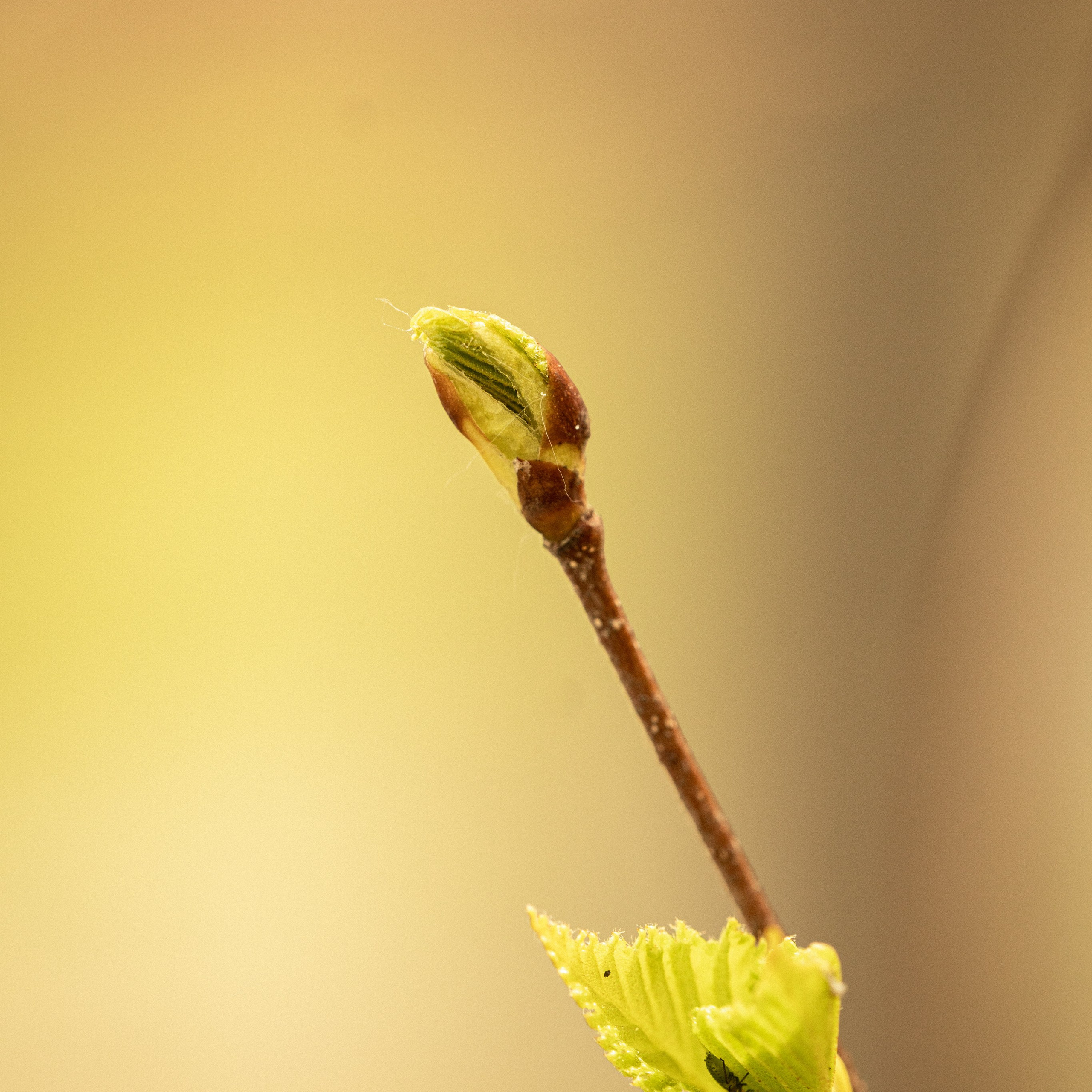 первые почти на ветке и жучок