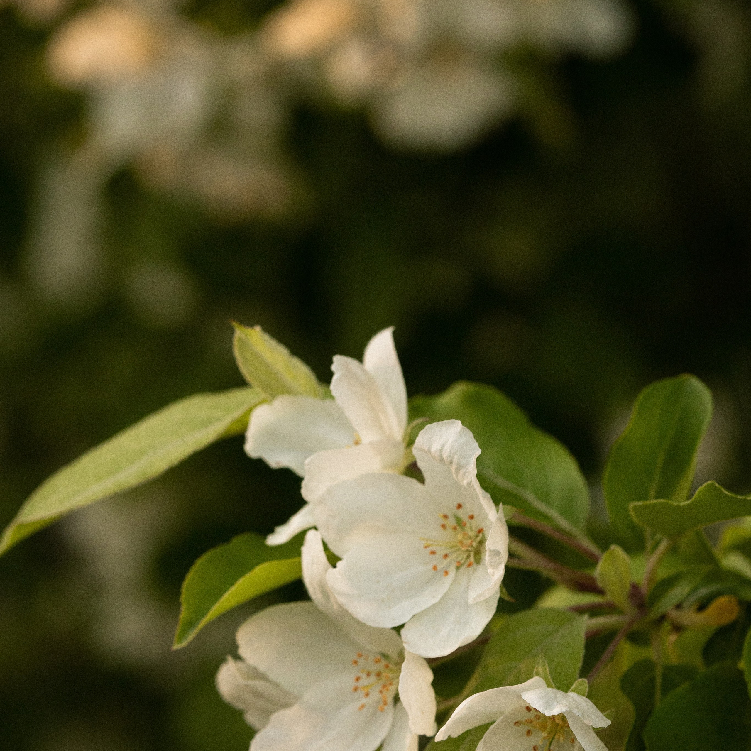 Цветущее дерево с белыми цветами в солнечных лучах