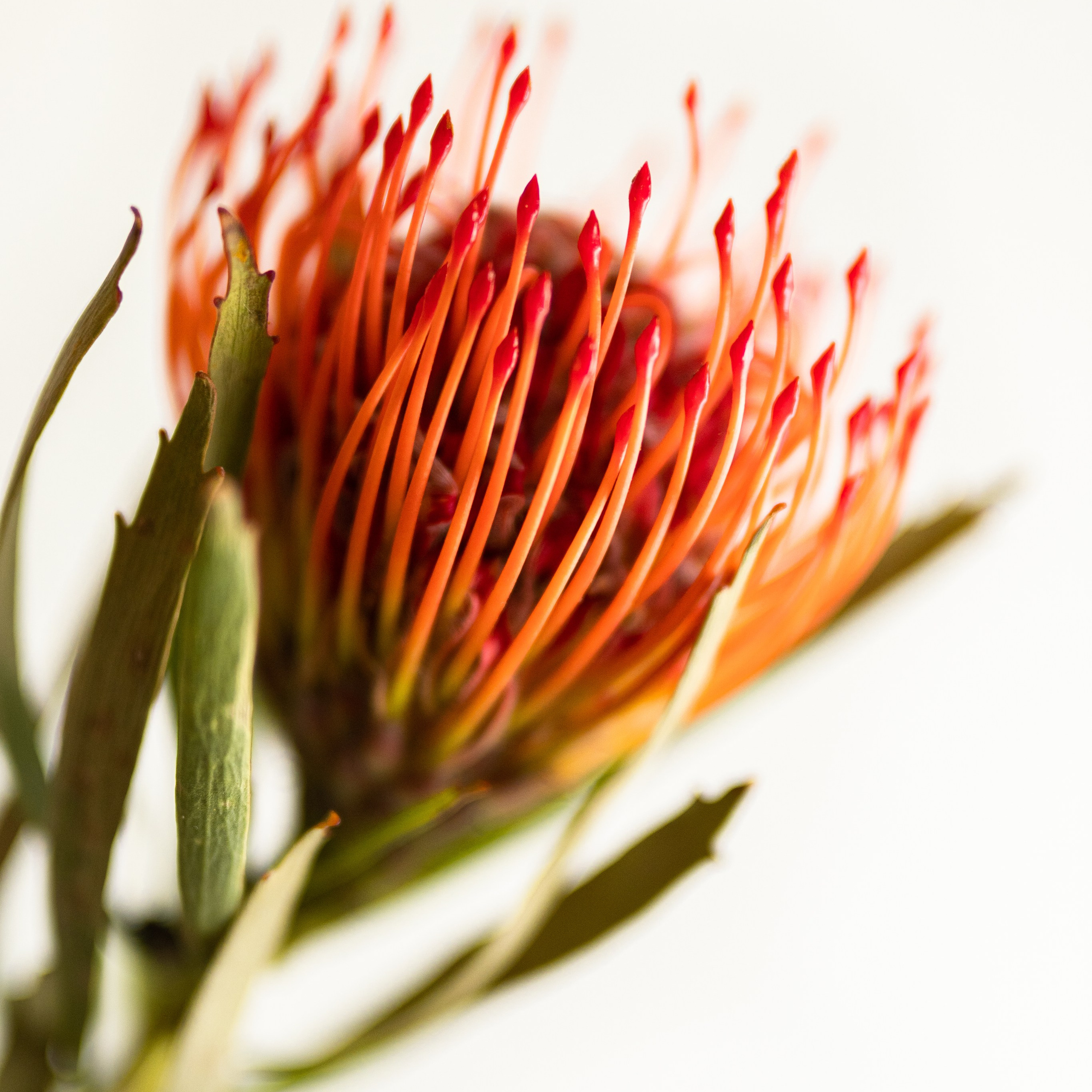 Протея Нутан красная