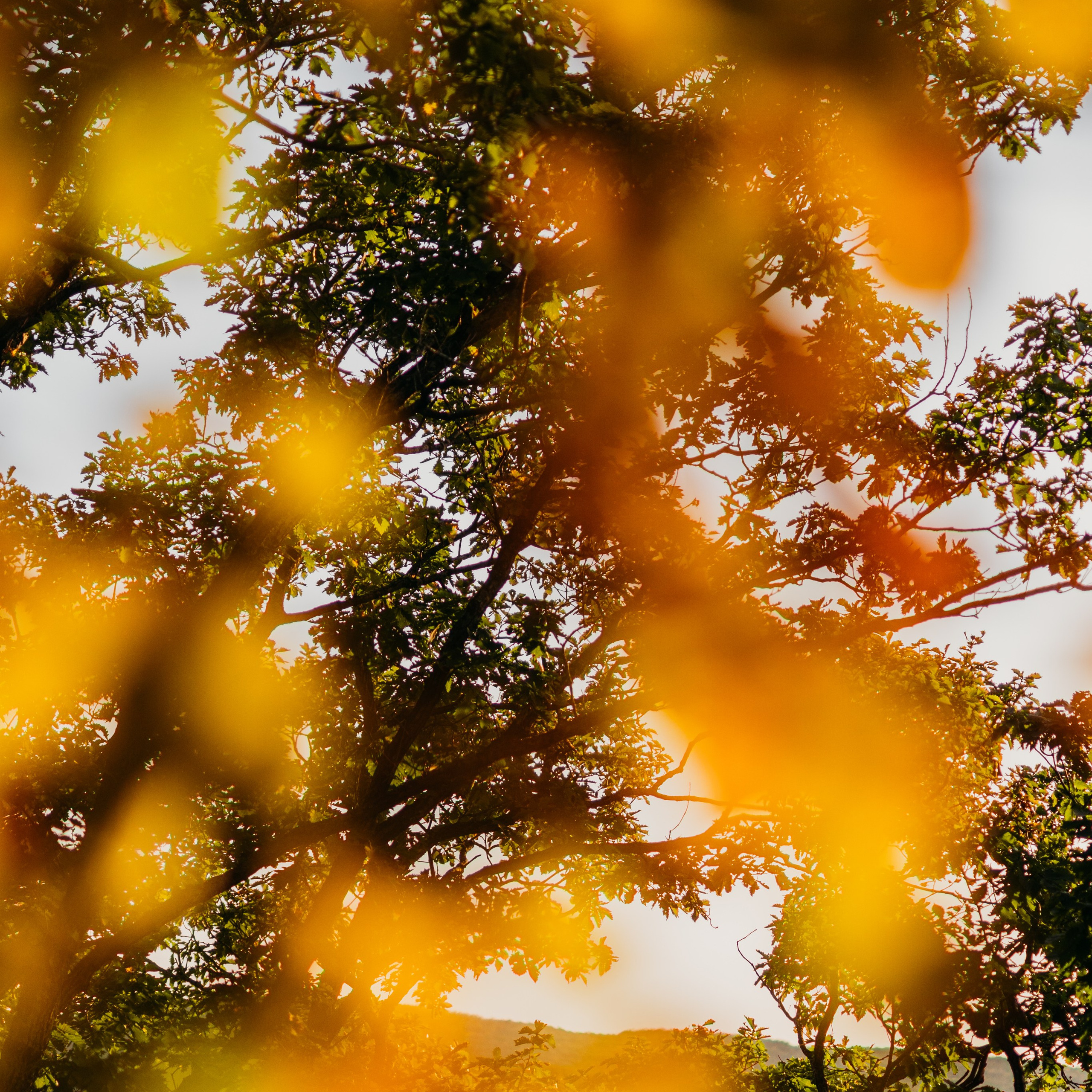 Осень картинки Владивосток. Портретный и семейный фотограф во Владивостоке Светлана Мухильченко