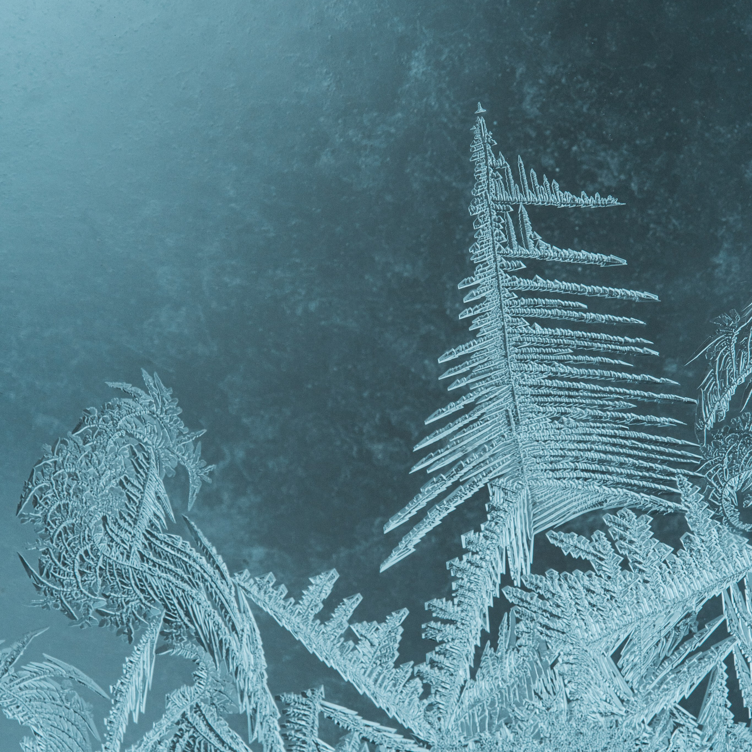 узор на окне в форме елки