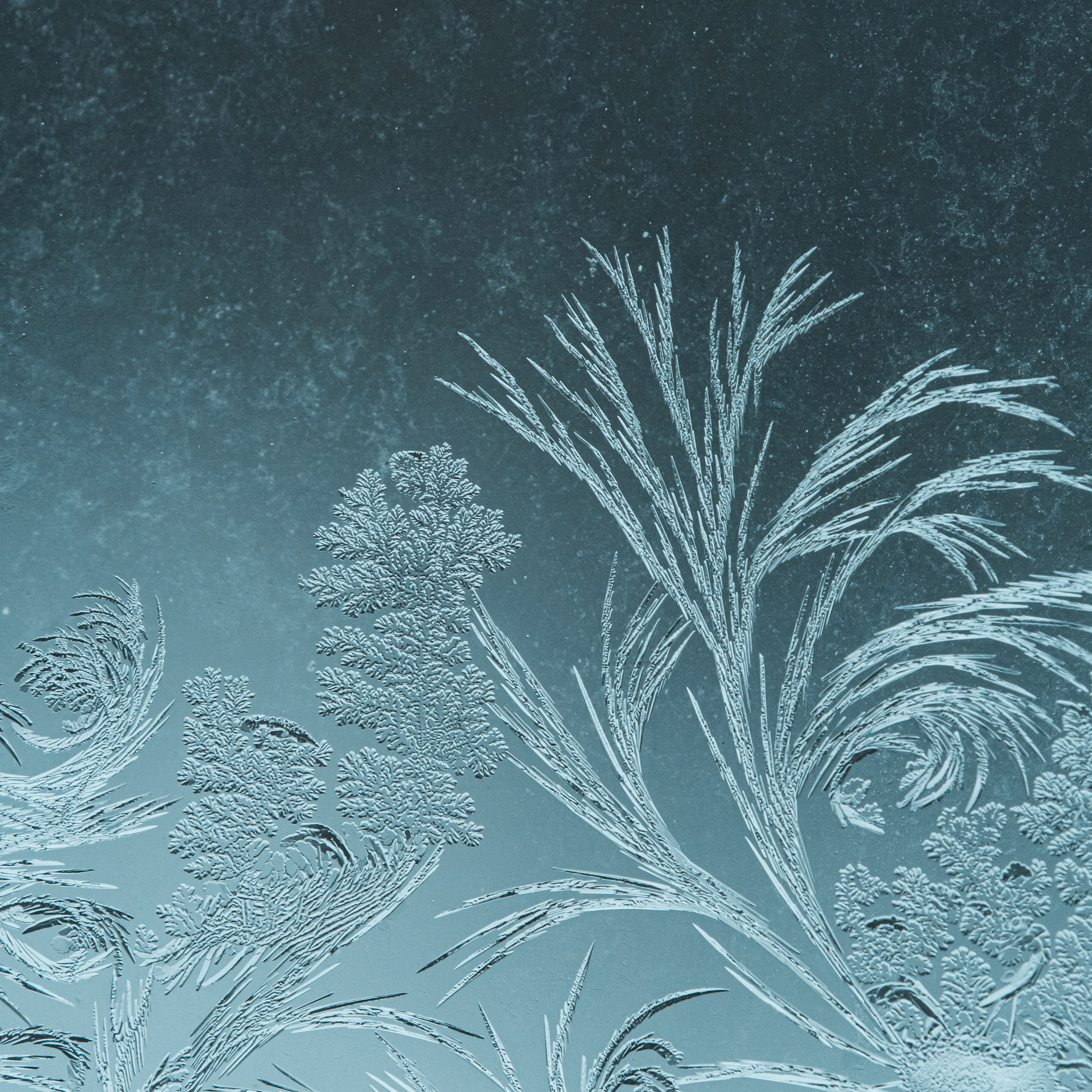обои на телефон морозные узоры