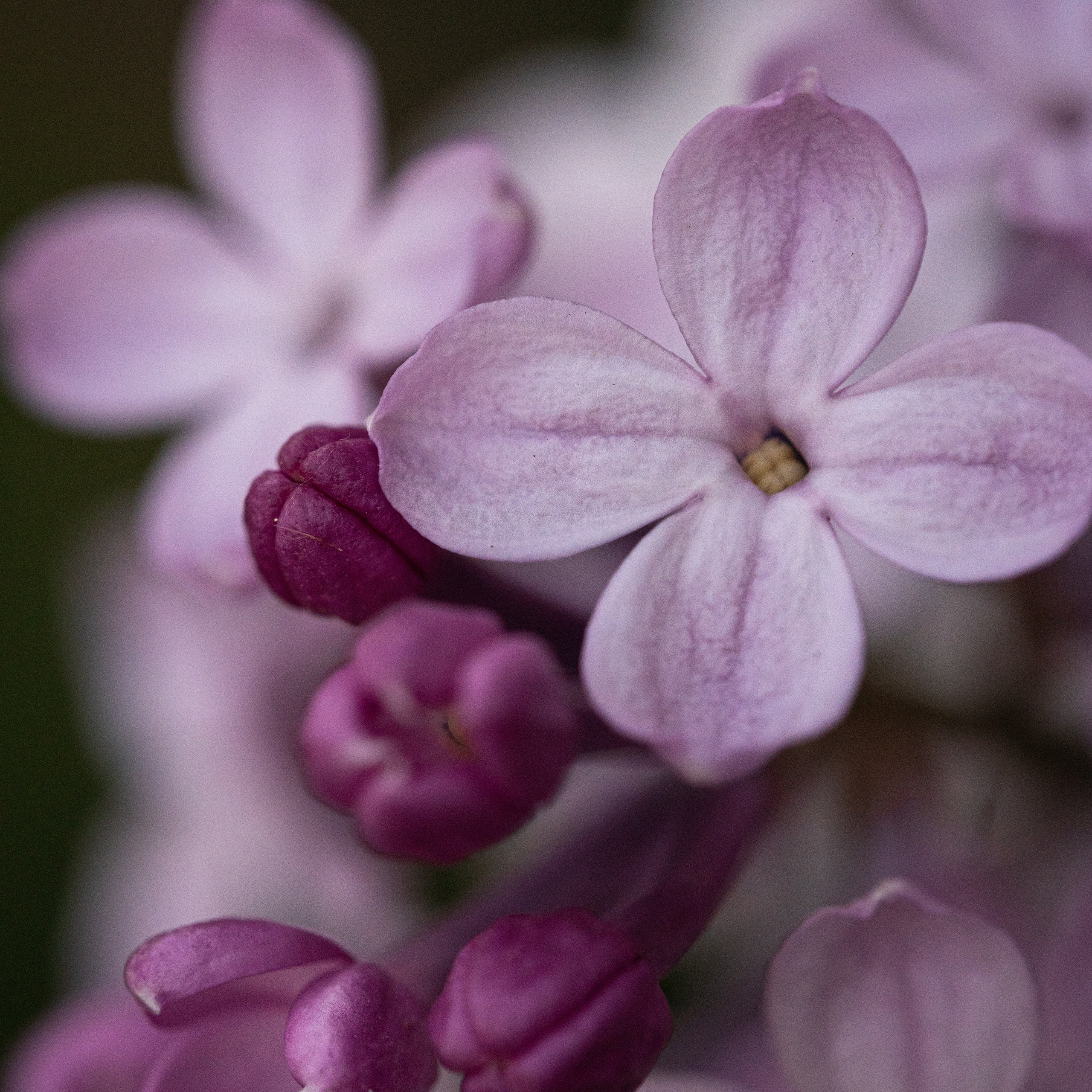 Цветы сирени крупным планом макро
