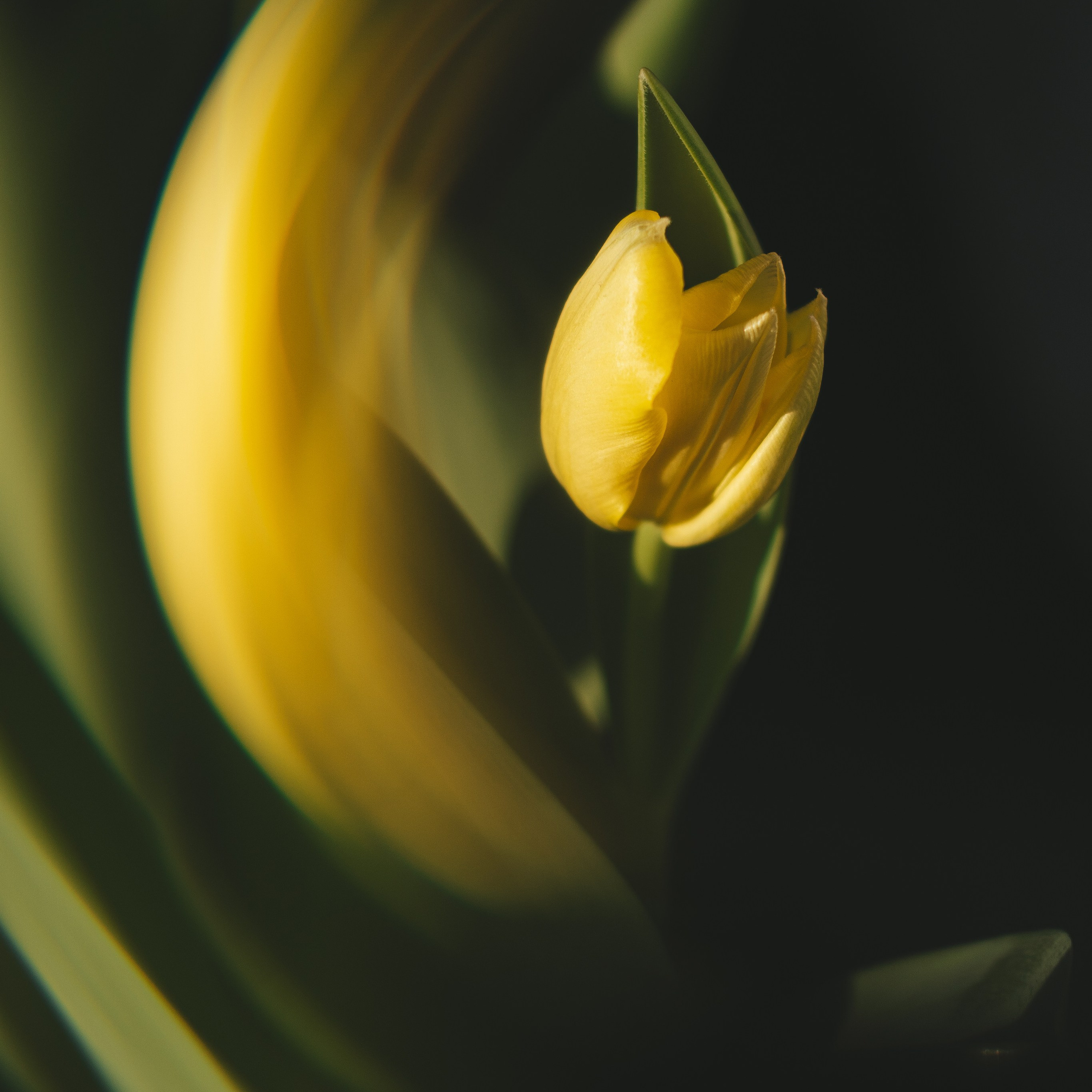 Цветы к 8 марта!. Портретный и семейный фотограф во Владивостоке Светлана Мухильченко