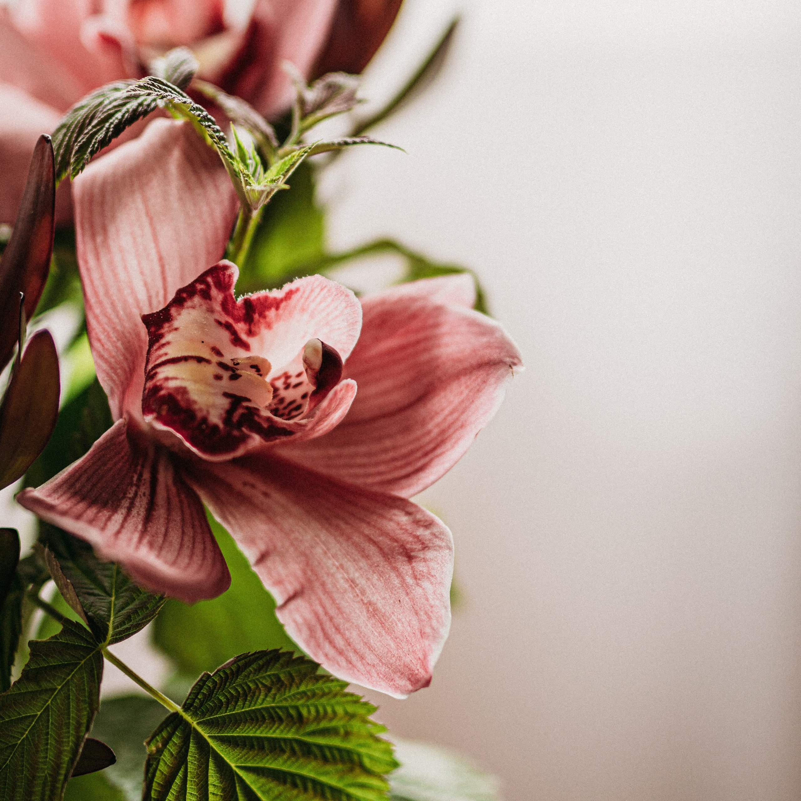 розовая орхидея