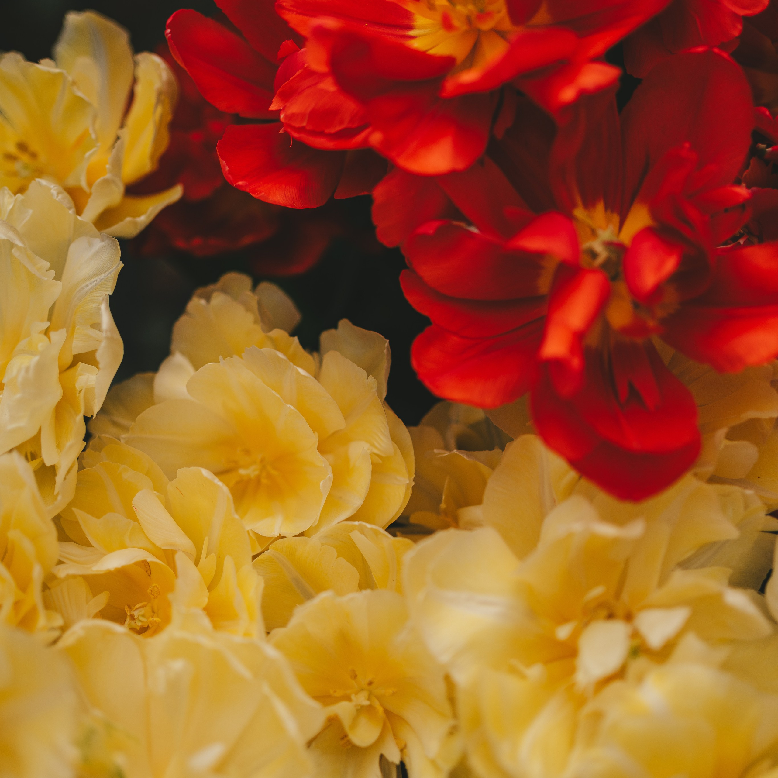 Цветы к 8 марта!. Портретный и семейный фотограф во Владивостоке Светлана Мухильченко