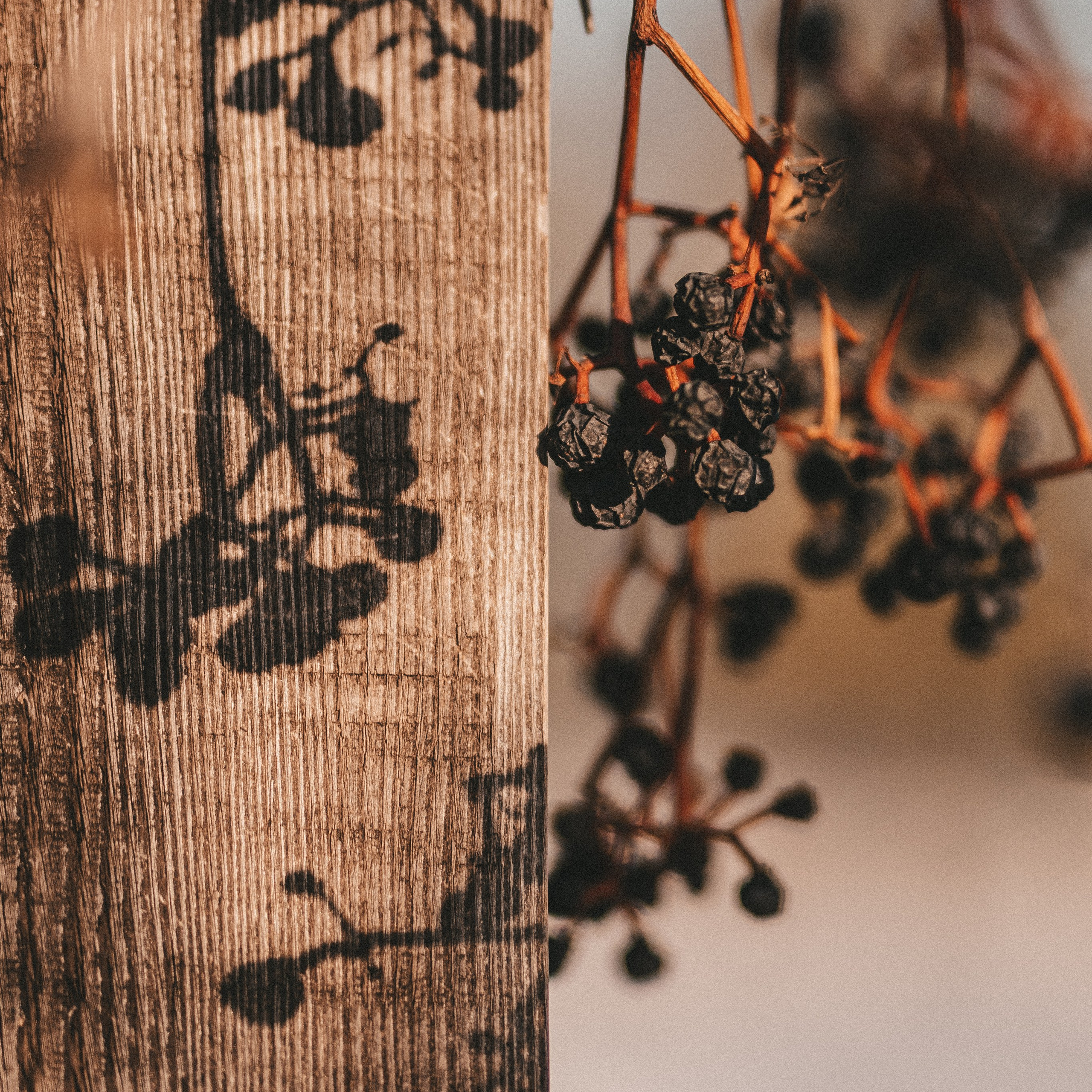 Виноградная ветка и тень от неё